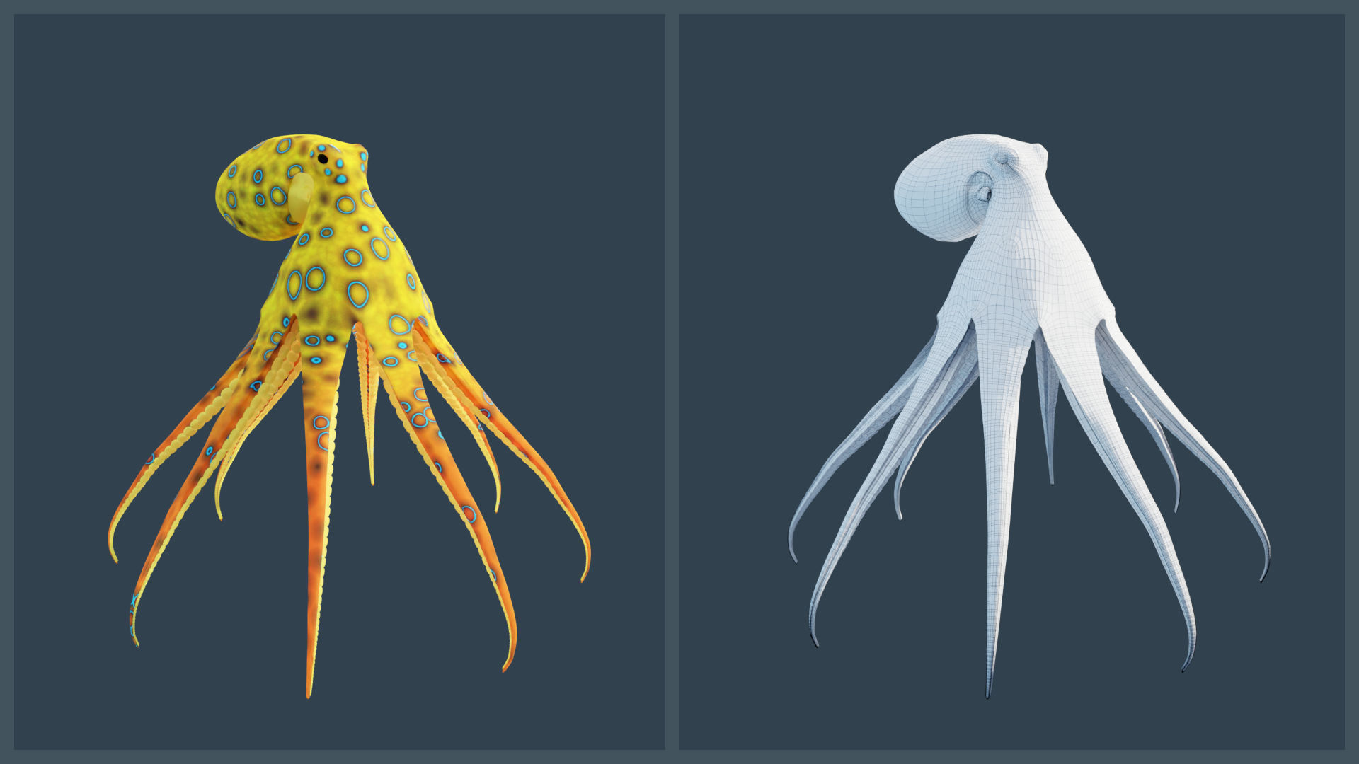 Animated Blue-Ringed Octopus Low-poly 3D model_9