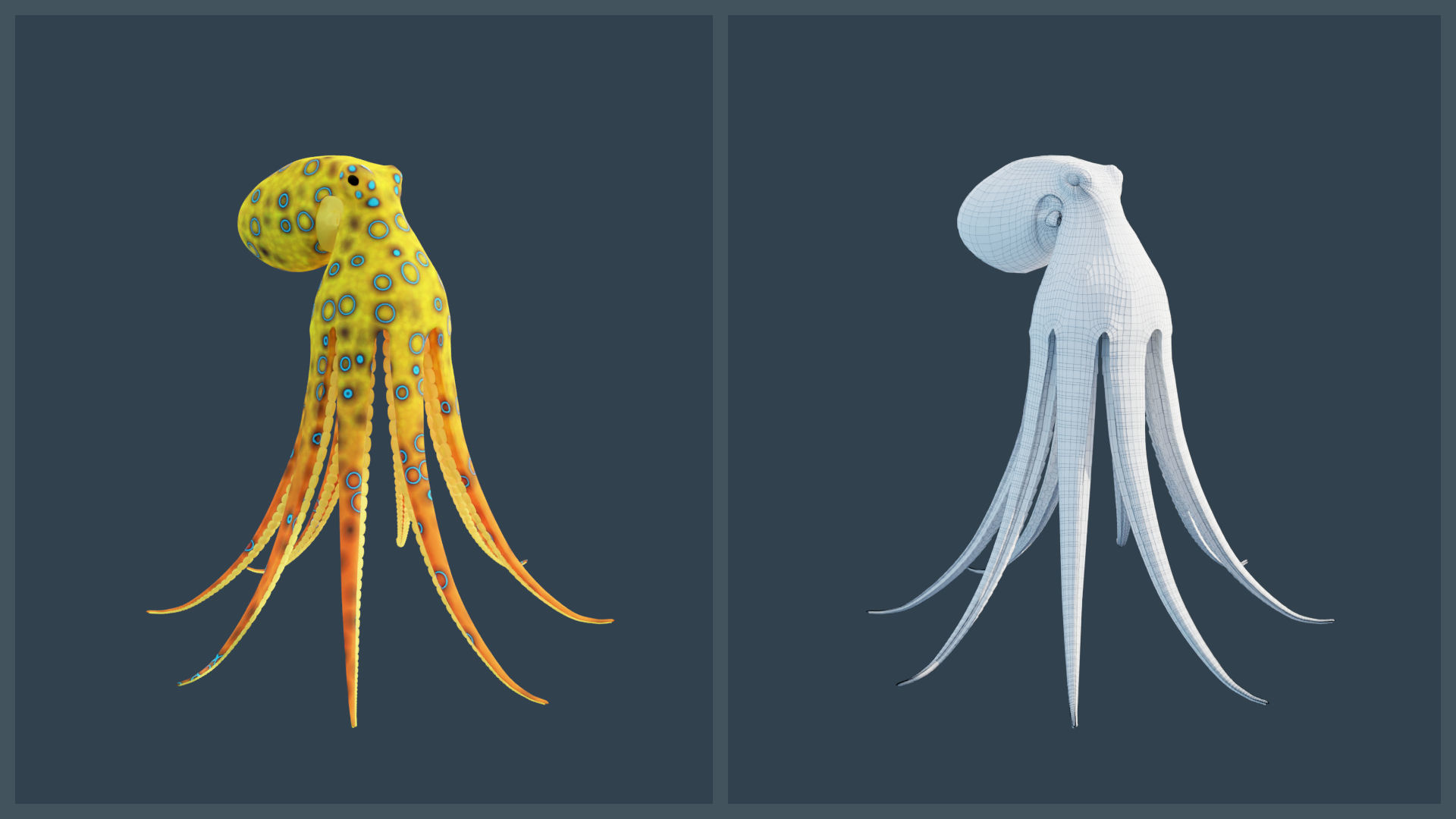 Animated Blue-Ringed Octopus Low-poly 3D model_14