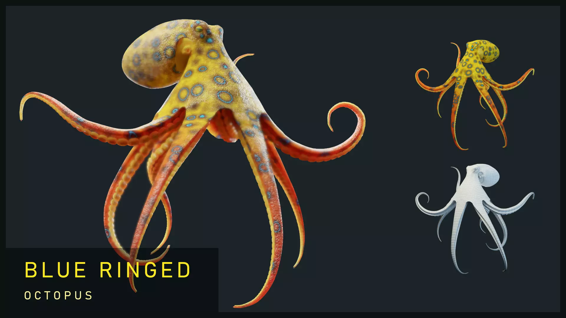 Animated Blue-Ringed Octopus Low-poly 3D model_0