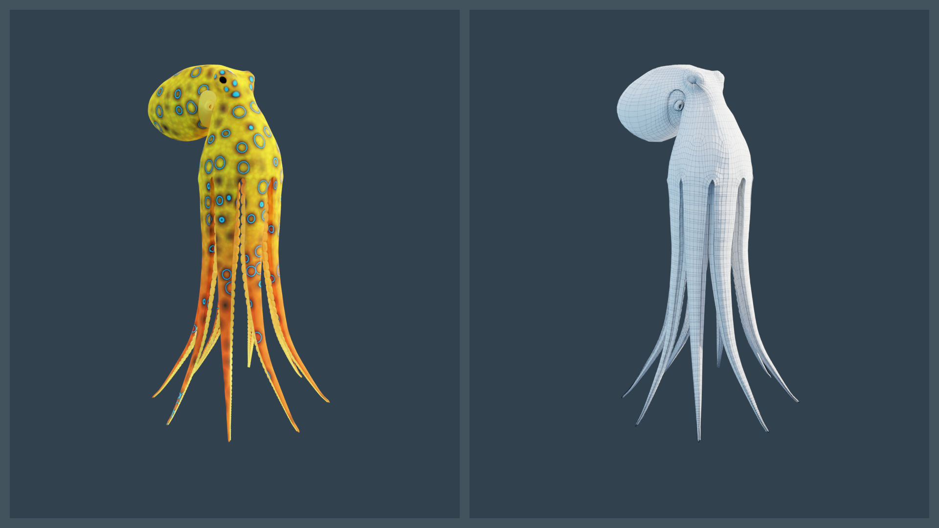 Animated Blue-Ringed Octopus Low-poly 3D model_10