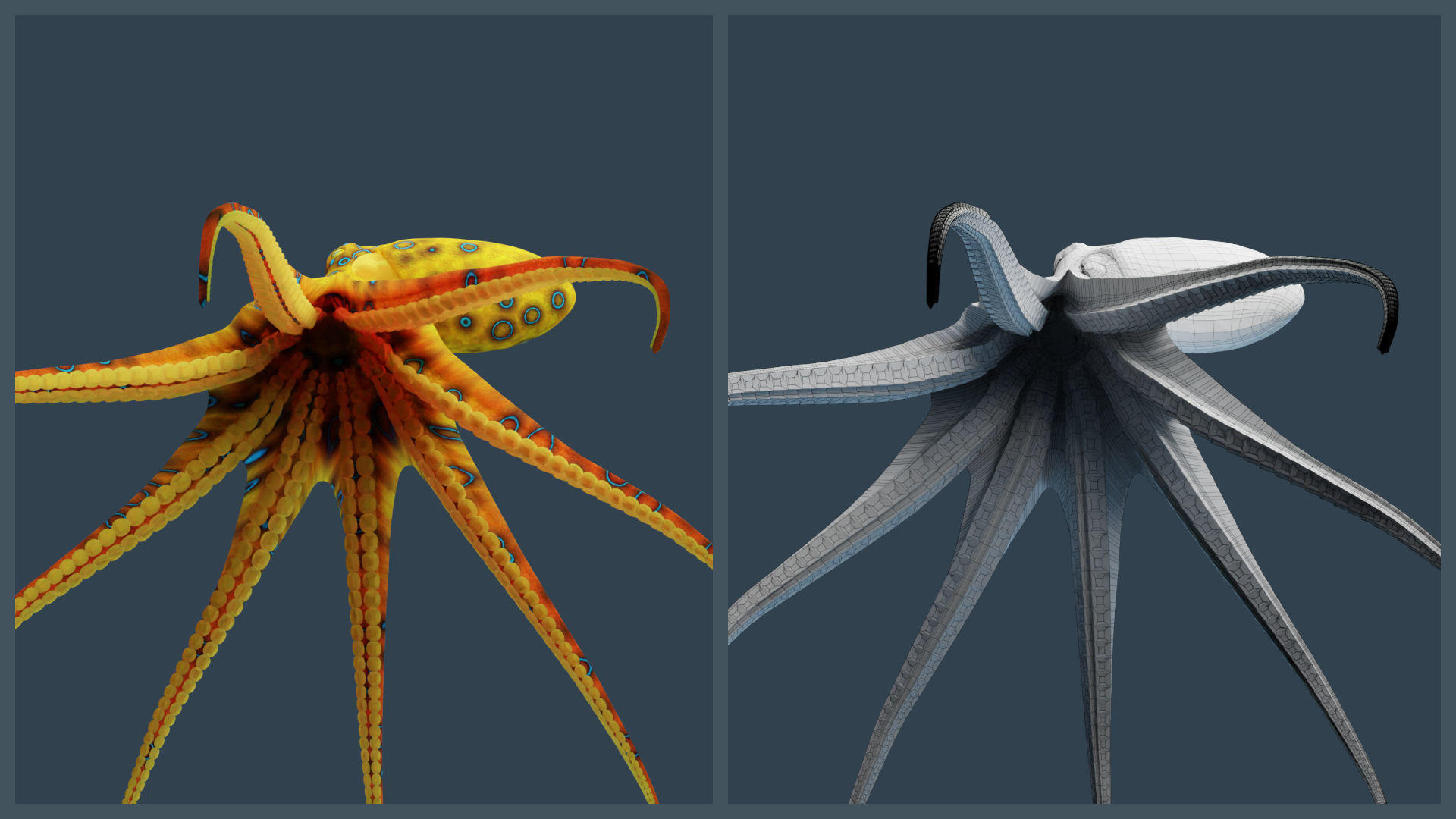 Animated Blue-Ringed Octopus Low-poly 3D model_5