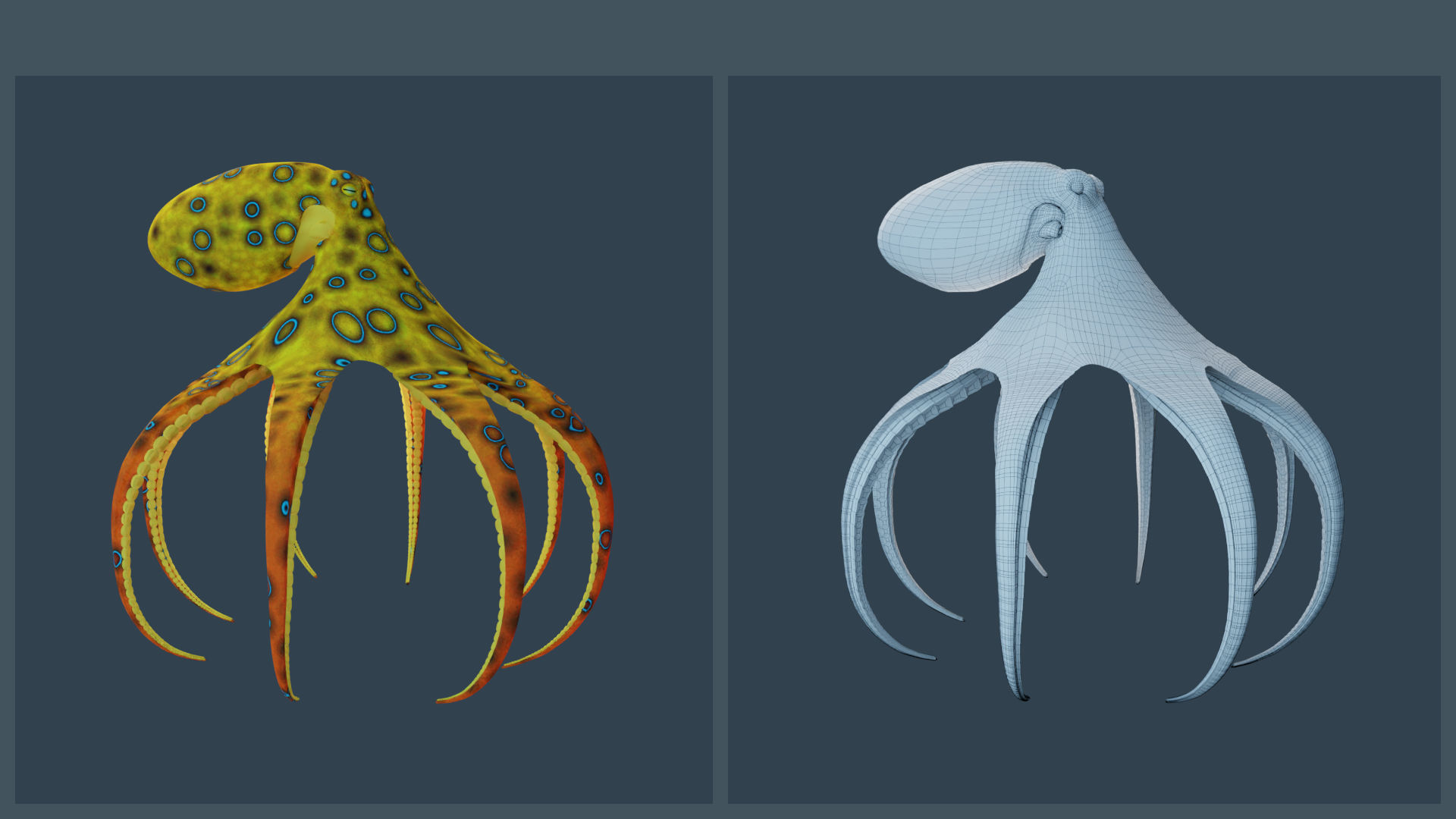 Animated Blue-Ringed Octopus Low-poly 3D model_8