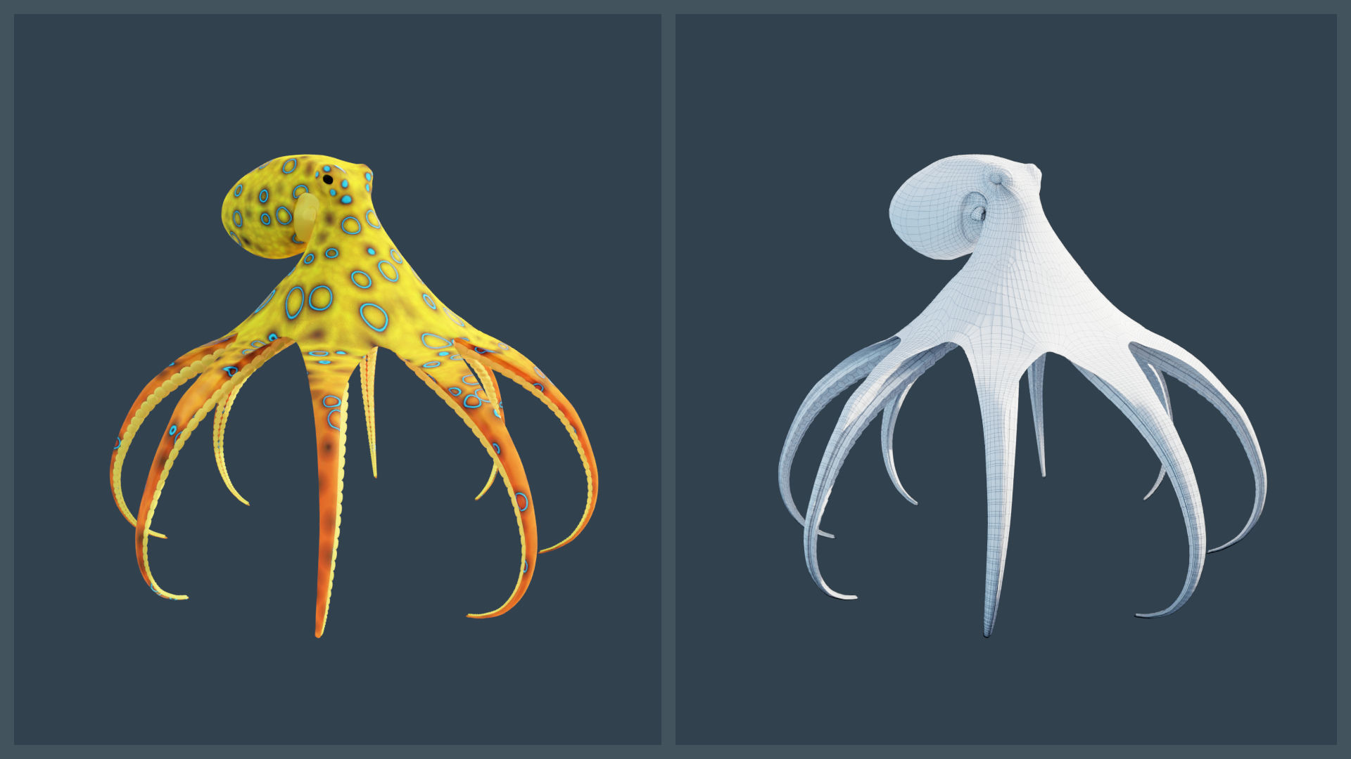 Animated Blue-Ringed Octopus Low-poly 3D model_11