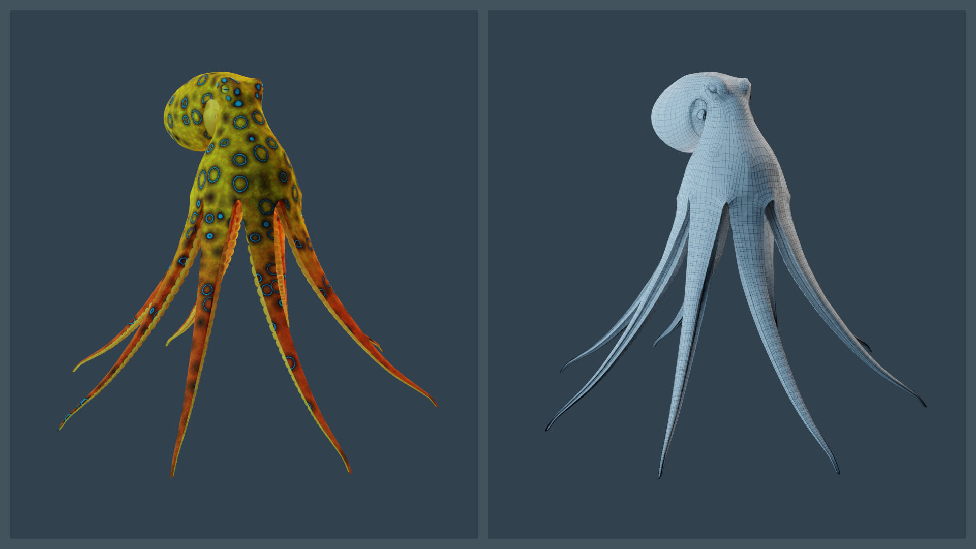 Animated Blue-Ringed Octopus Low-poly 3D model_2
