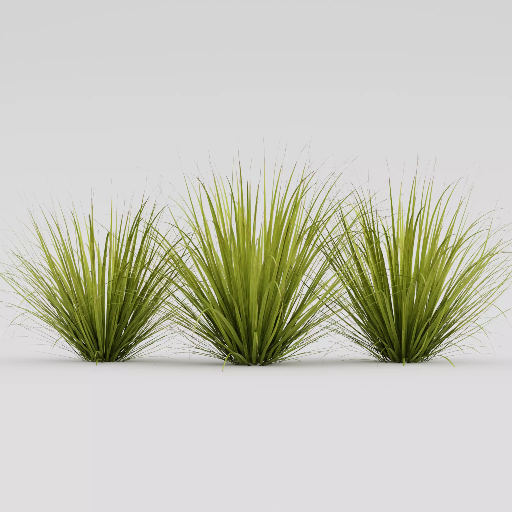 Long Grass 3D model