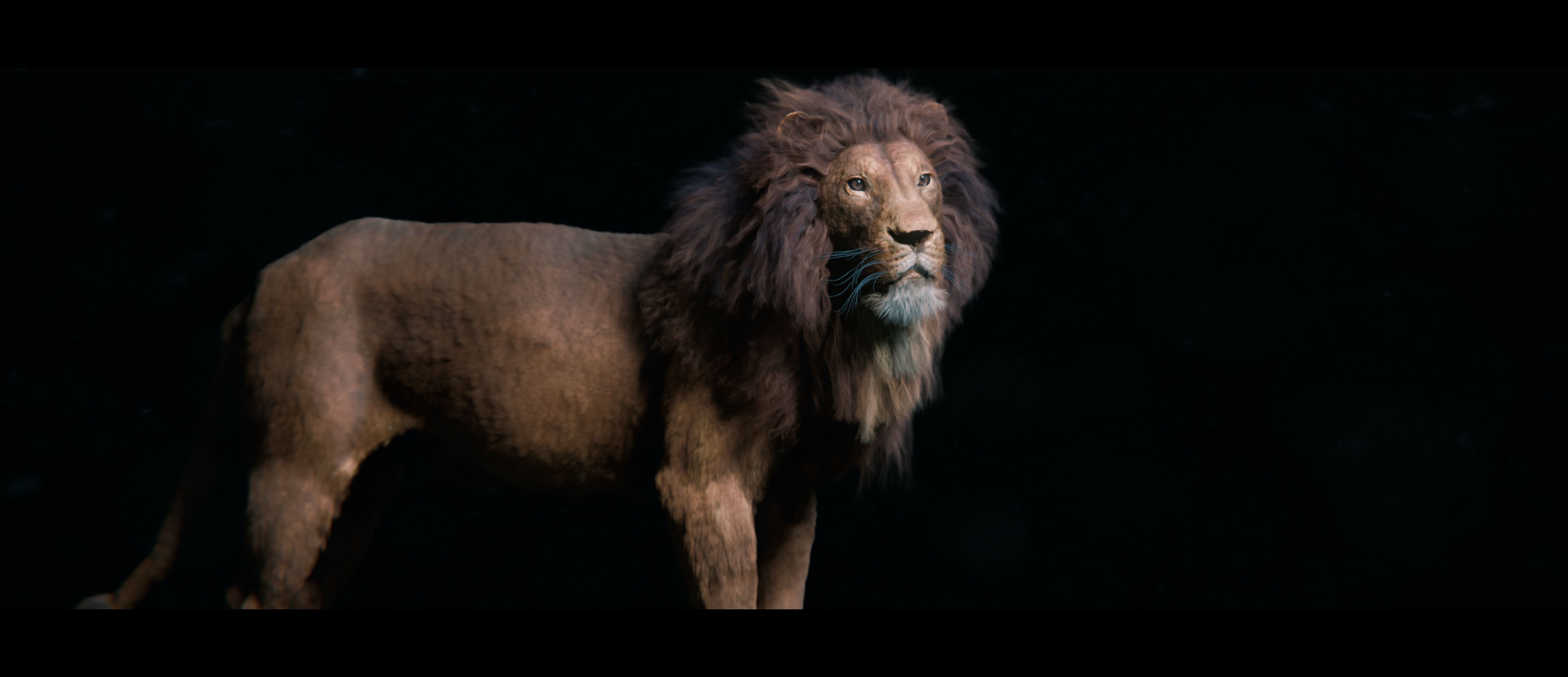 Lion Photorealistic Rigged 3d Blender 4K model  3D model_3