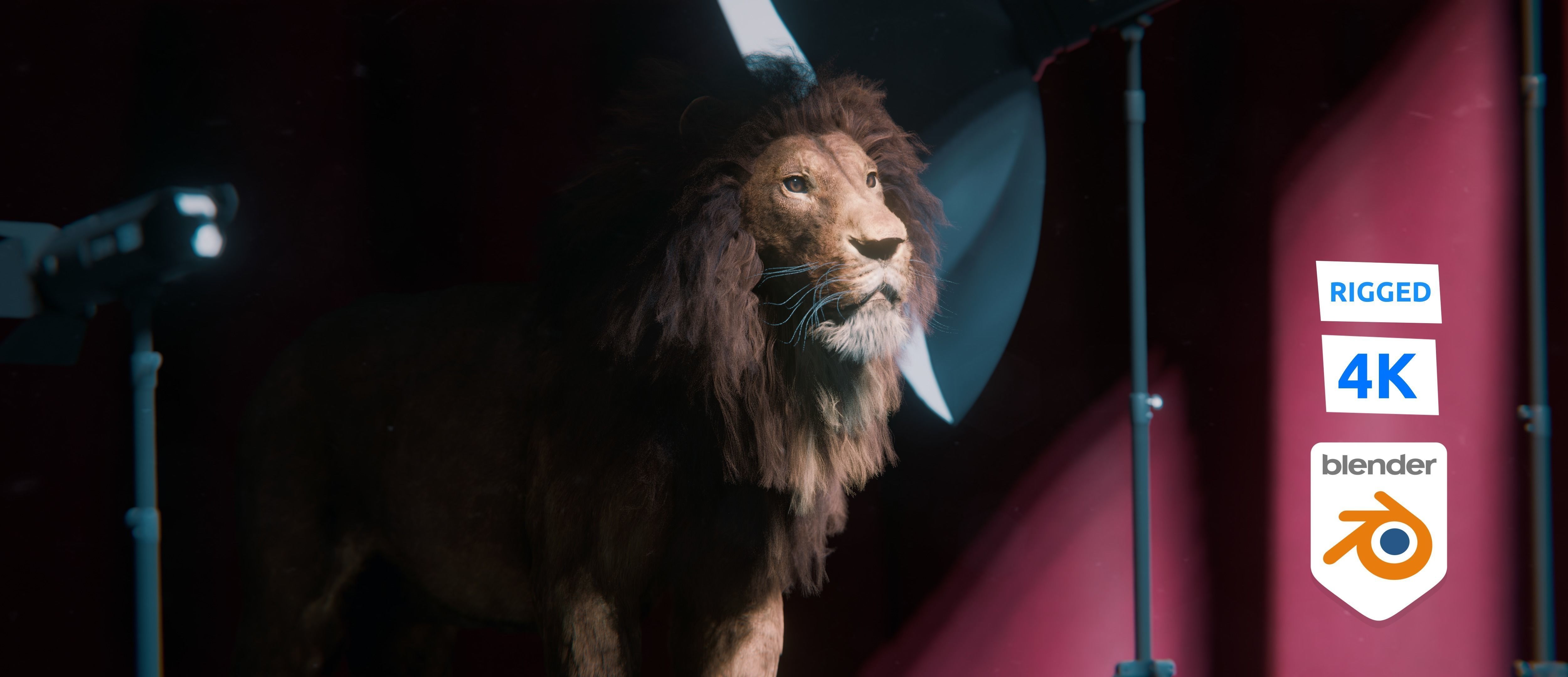 Lion Photorealistic Rigged 3d Blender 4K model  3D model_2