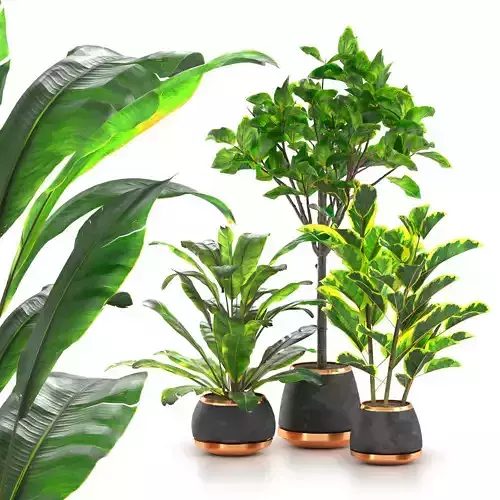 Ficus And Spathiphyllum Indoor Plant Collection Free 3D model