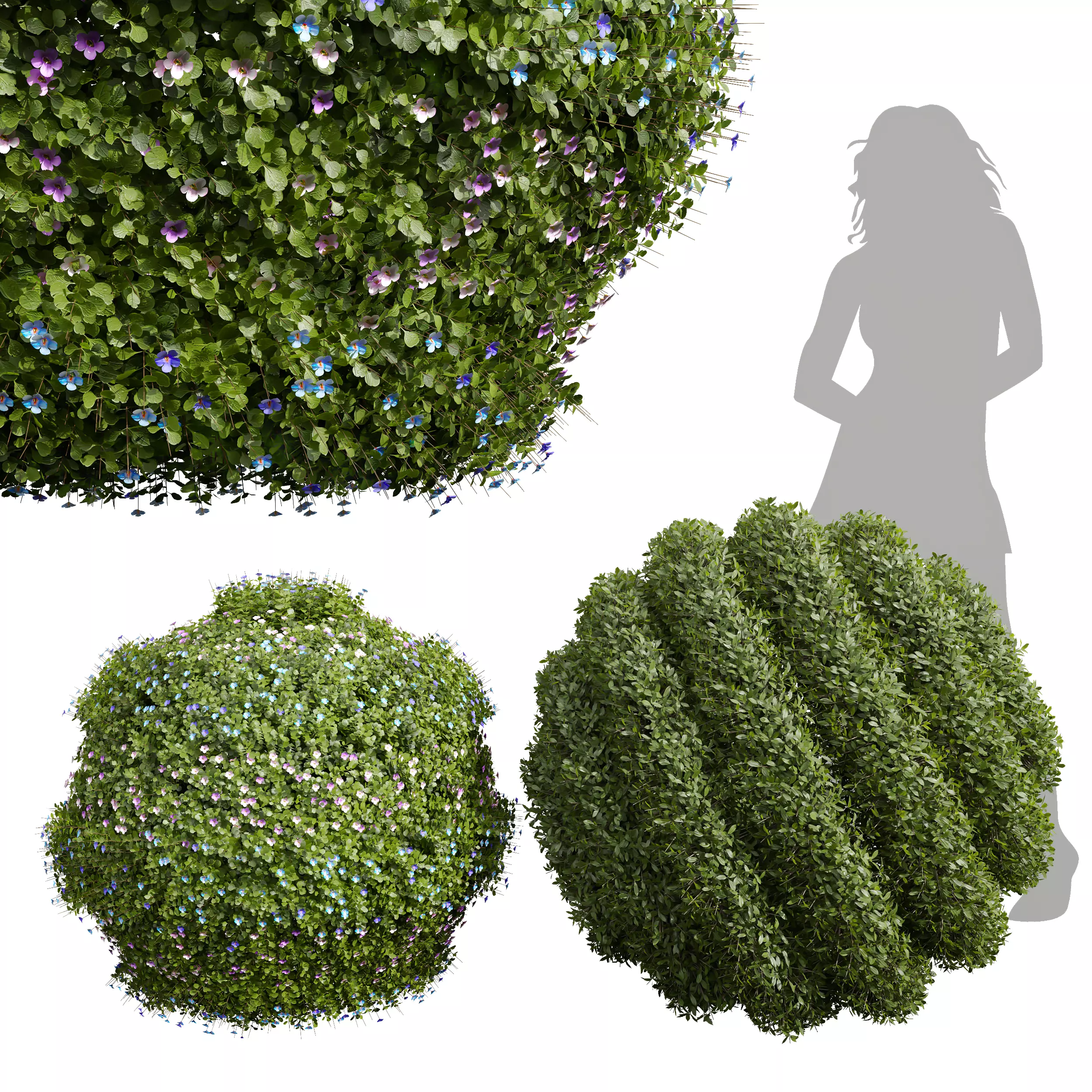 Bacopa Diffusa Sutera Decorative Ligustrum Quihoui Privet Pruned 3D model_0