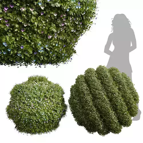 Bacopa Diffusa Sutera Decorative Ligustrum Quihoui Privet Pruned 3D model