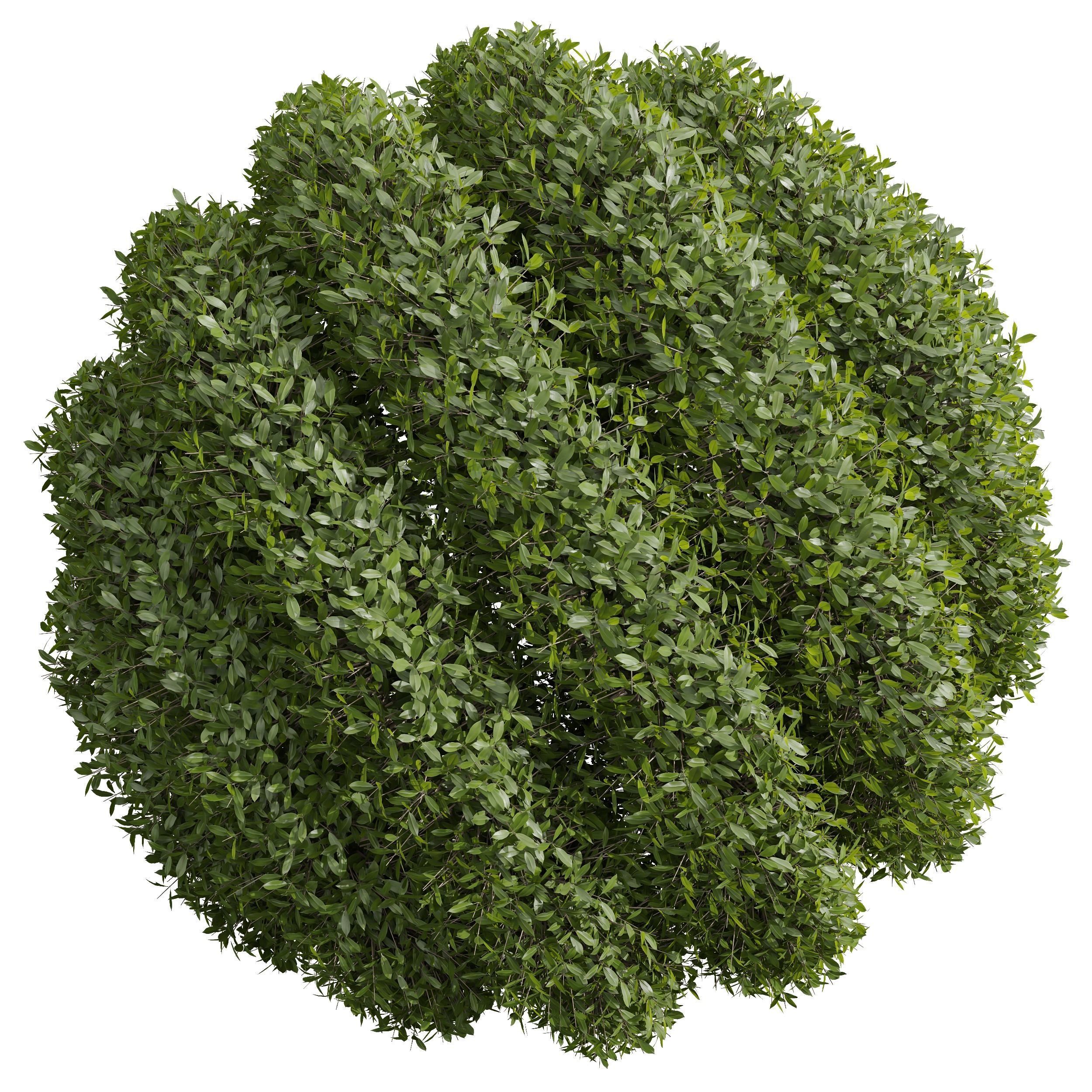 Bacopa Diffusa Sutera Decorative Ligustrum Quihoui Privet Pruned 3D model_3