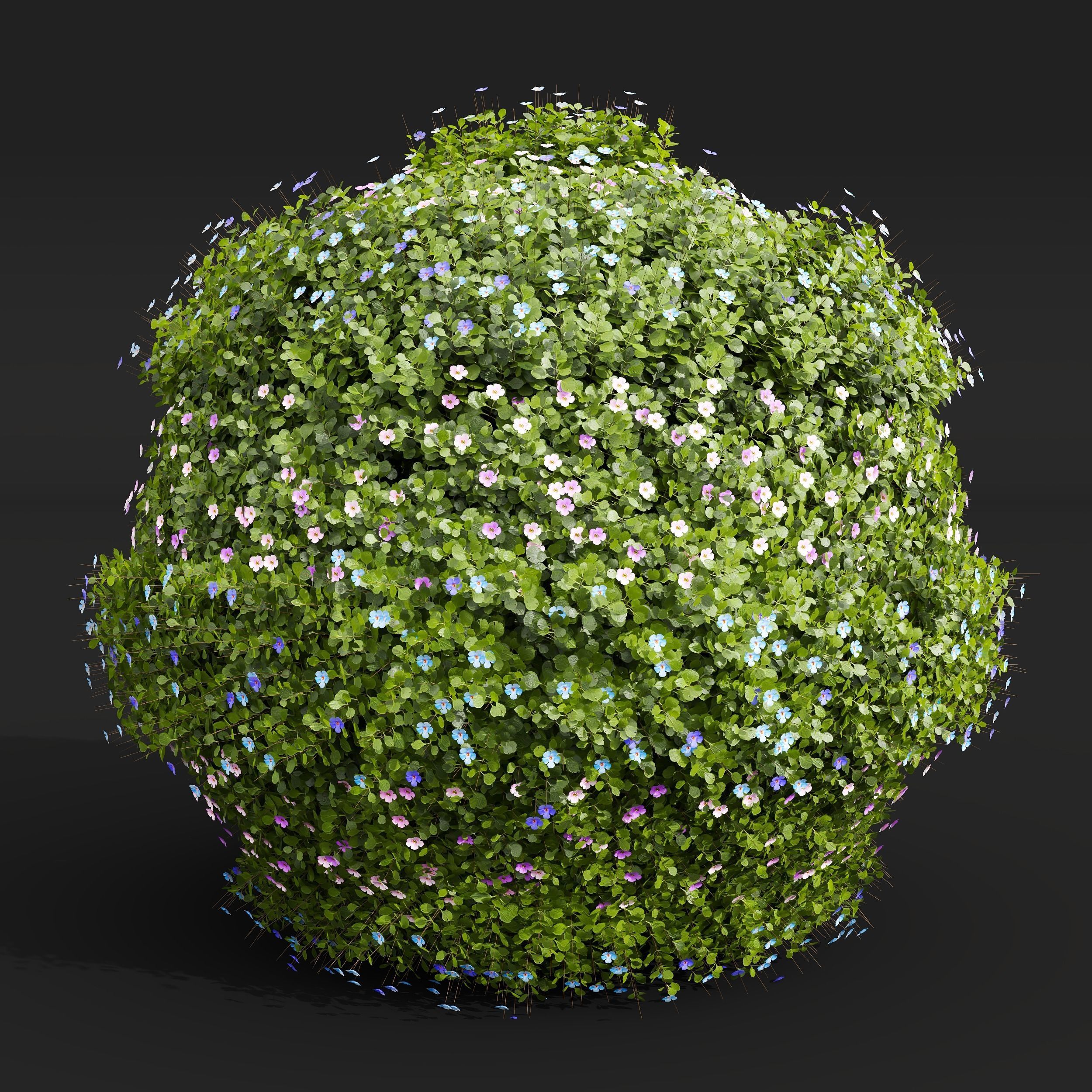 Bacopa Diffusa Sutera Decorative Ligustrum Quihoui Privet Pruned 3D model_1