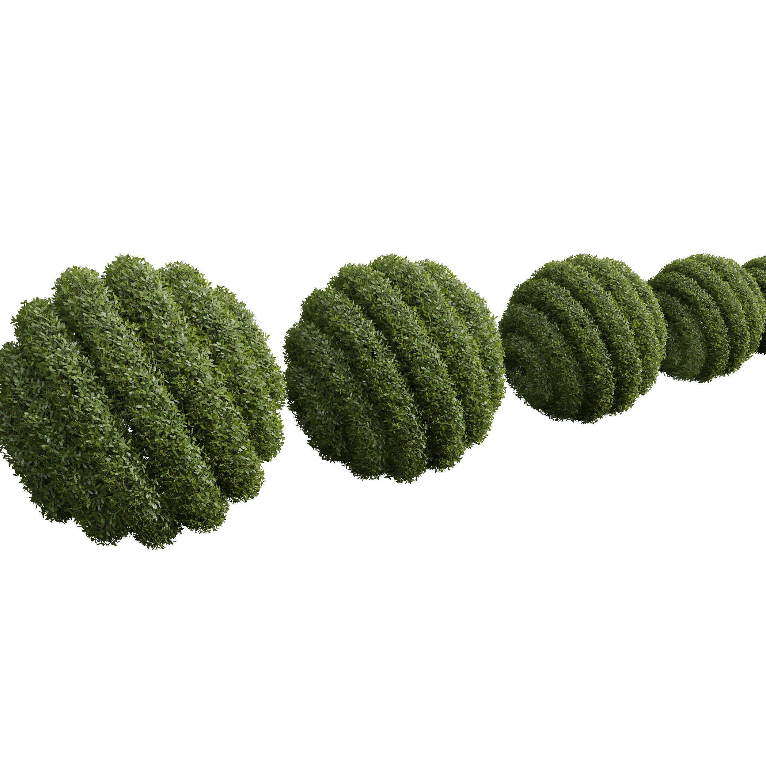 Bacopa Diffusa Sutera Decorative Ligustrum Quihoui Privet Pruned 3D model_2