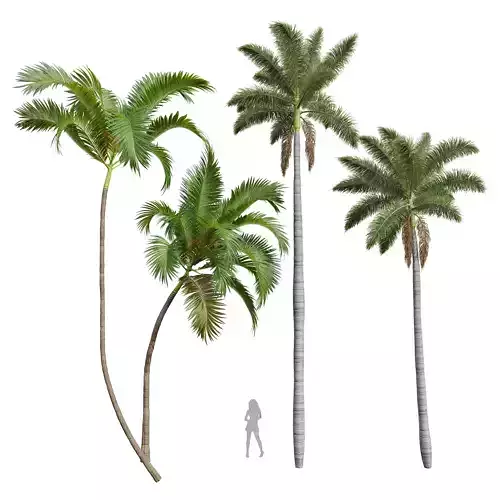 New Plant Areca Catechu Roystonea Regia