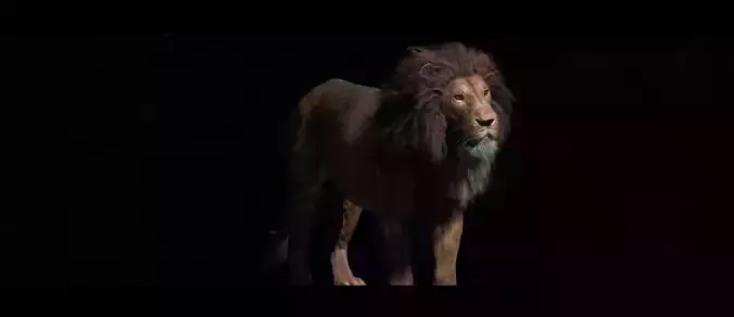 Lion Photorealistic 3d Blender 4K model 