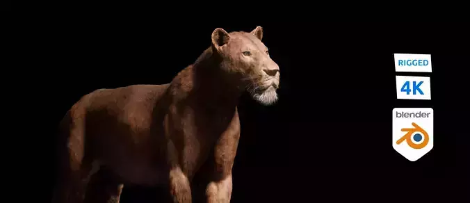 Young Lion Photorealistic Rigged 3d Blender 4K model 3D model