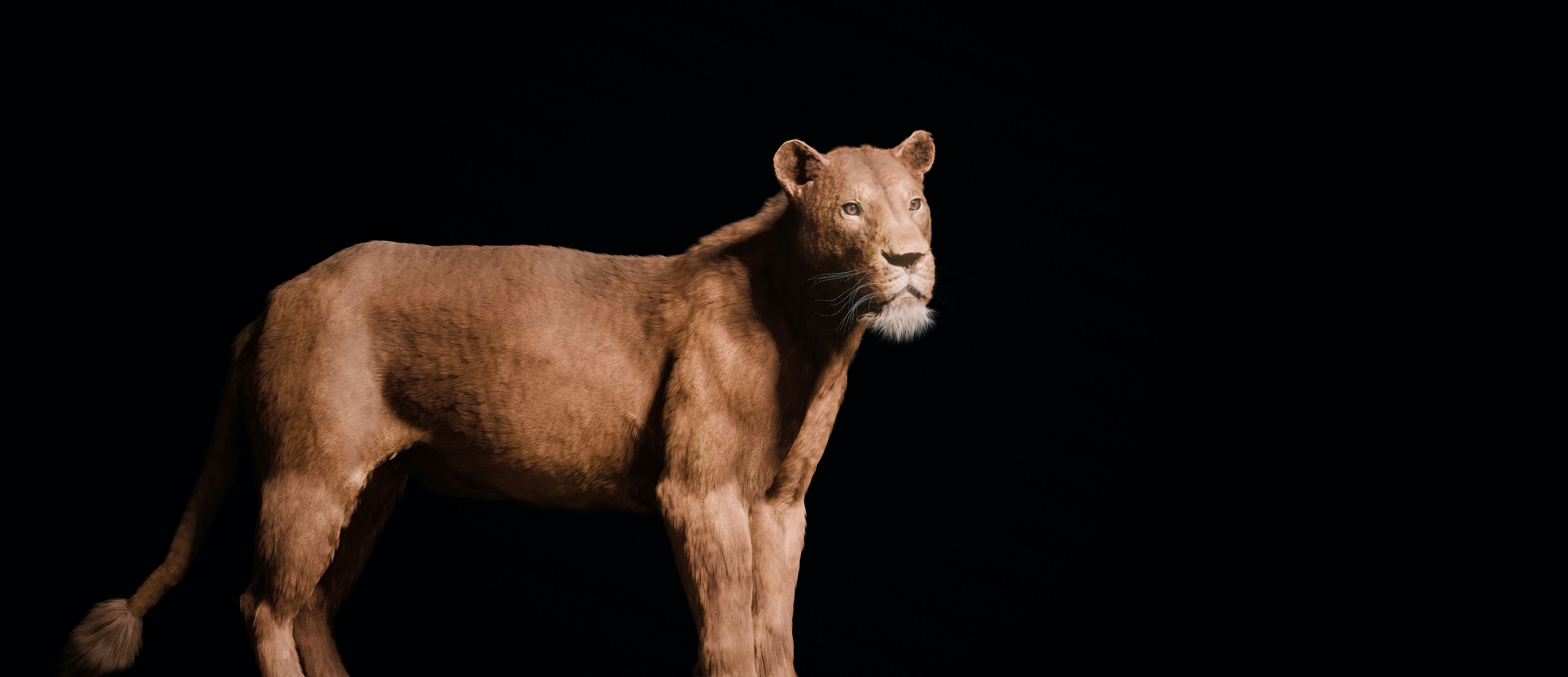 Young Lion 3d Blender model 3D model_16