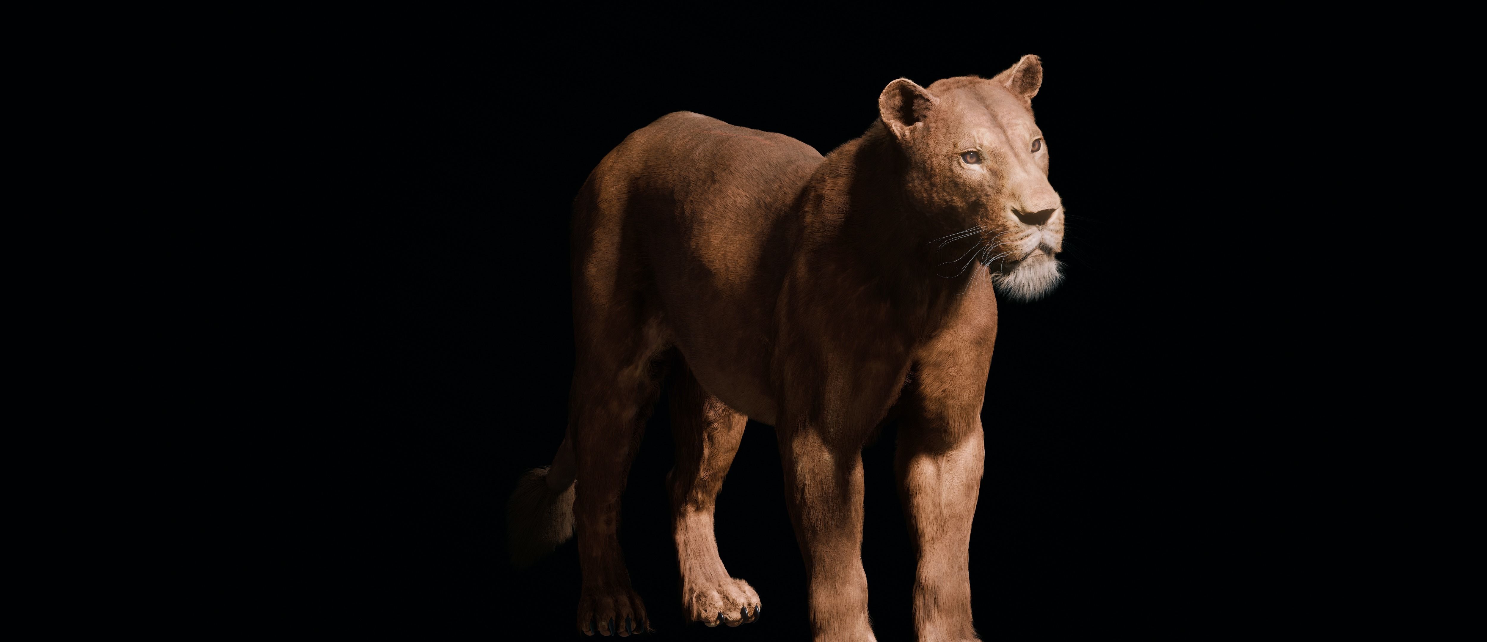 Young Lion 3d Blender model 3D model_9