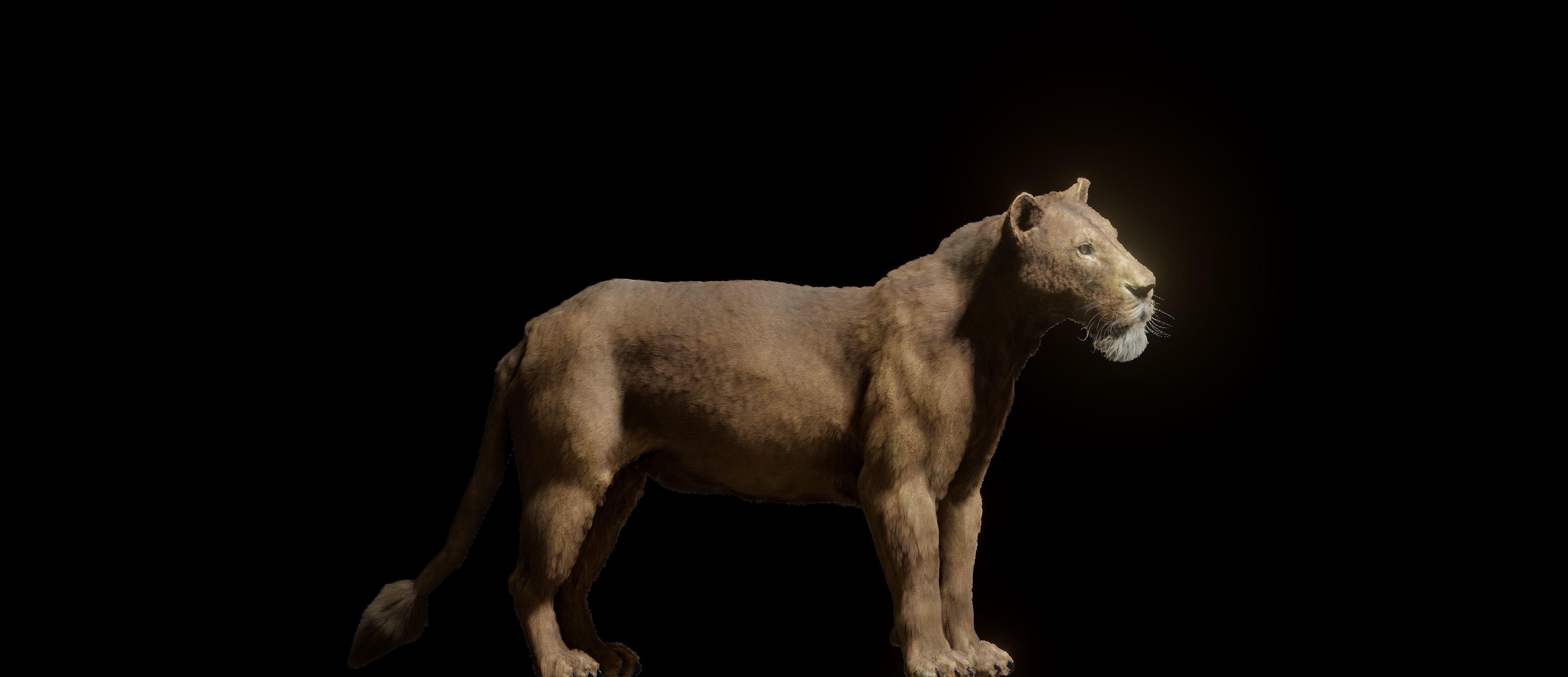 Young Lion 3d Blender model 3D model_10