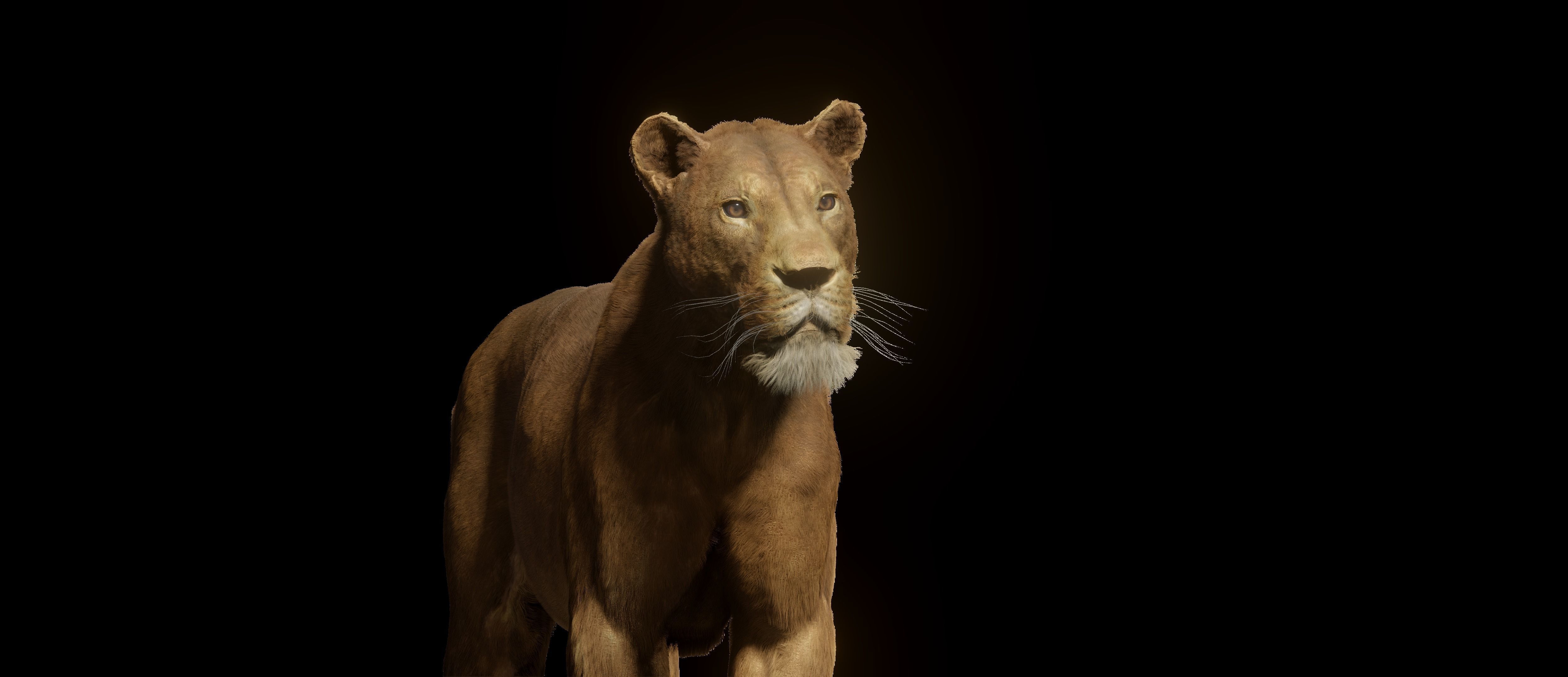 Young Lion 3d Blender model 3D model_11