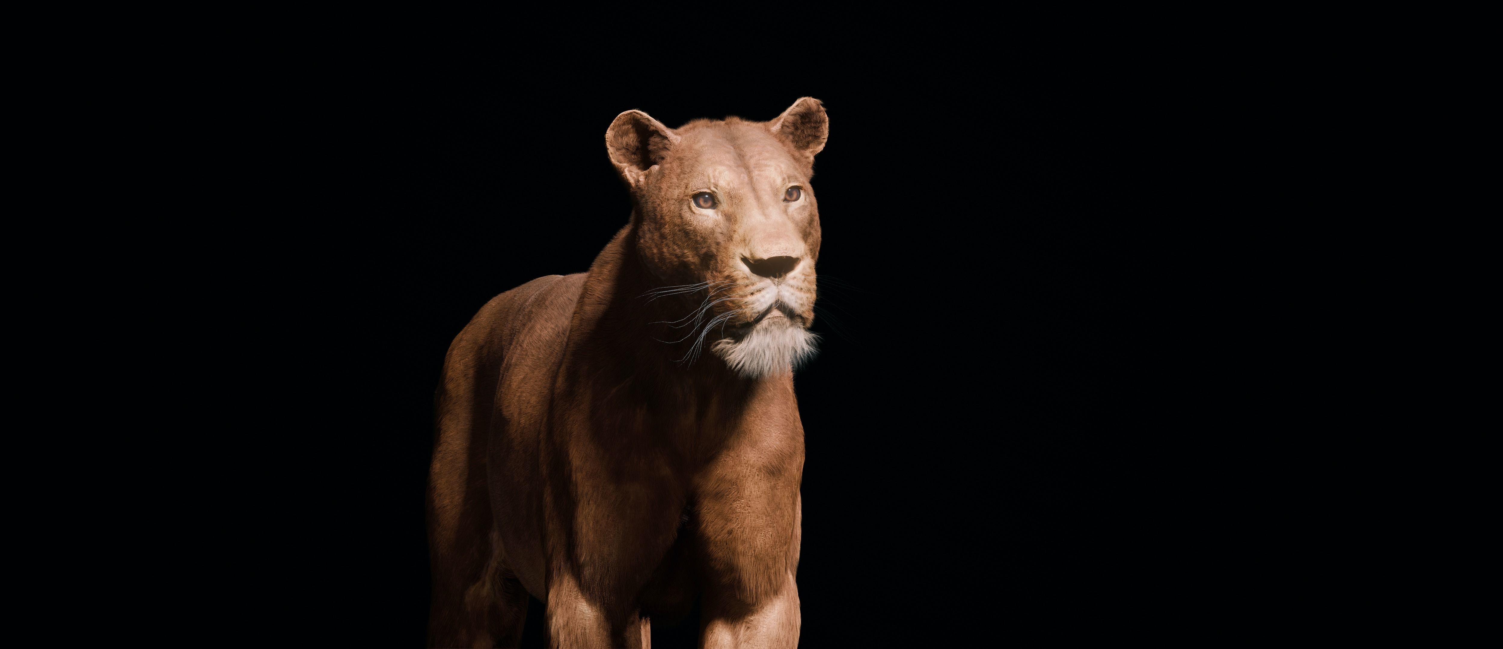 Young Lion 3d Blender model 3D model_8