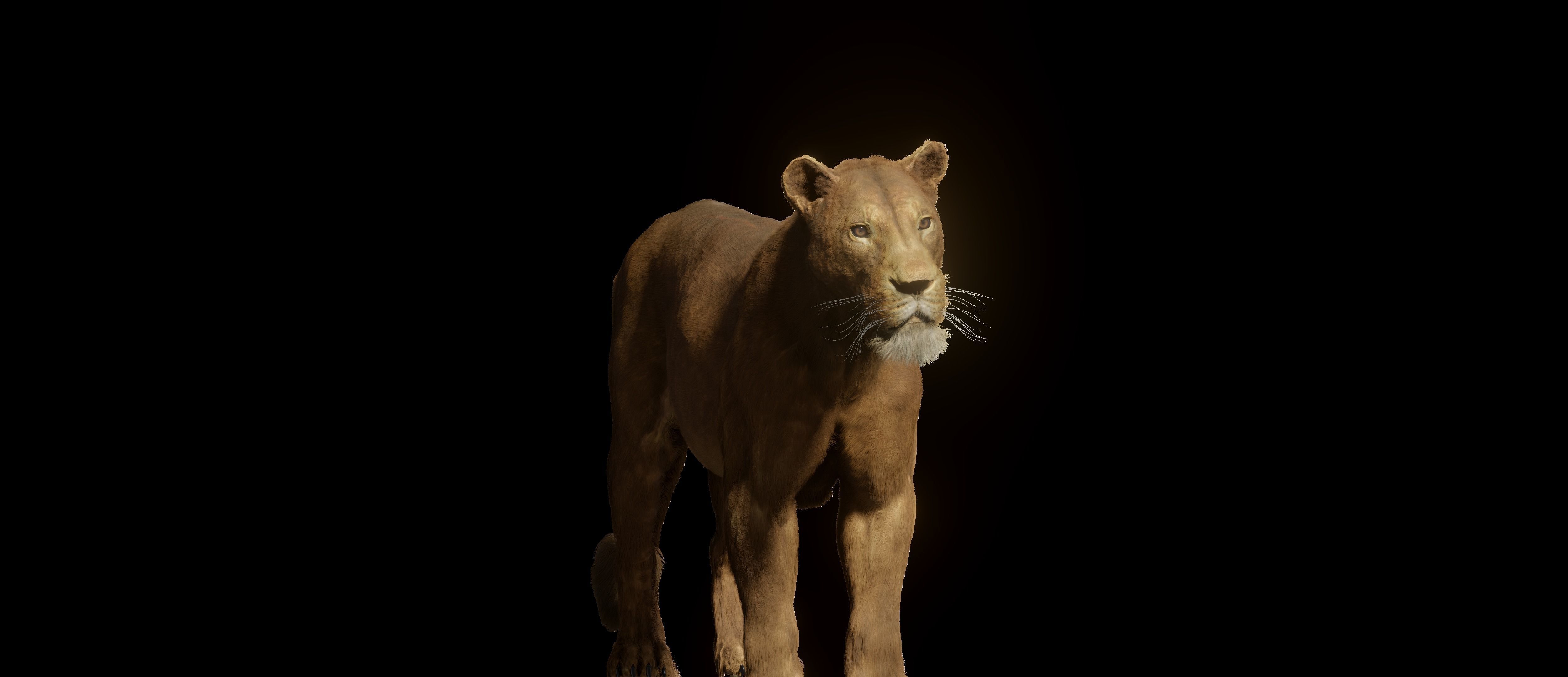 Young Lion 3d Blender model 3D model_18