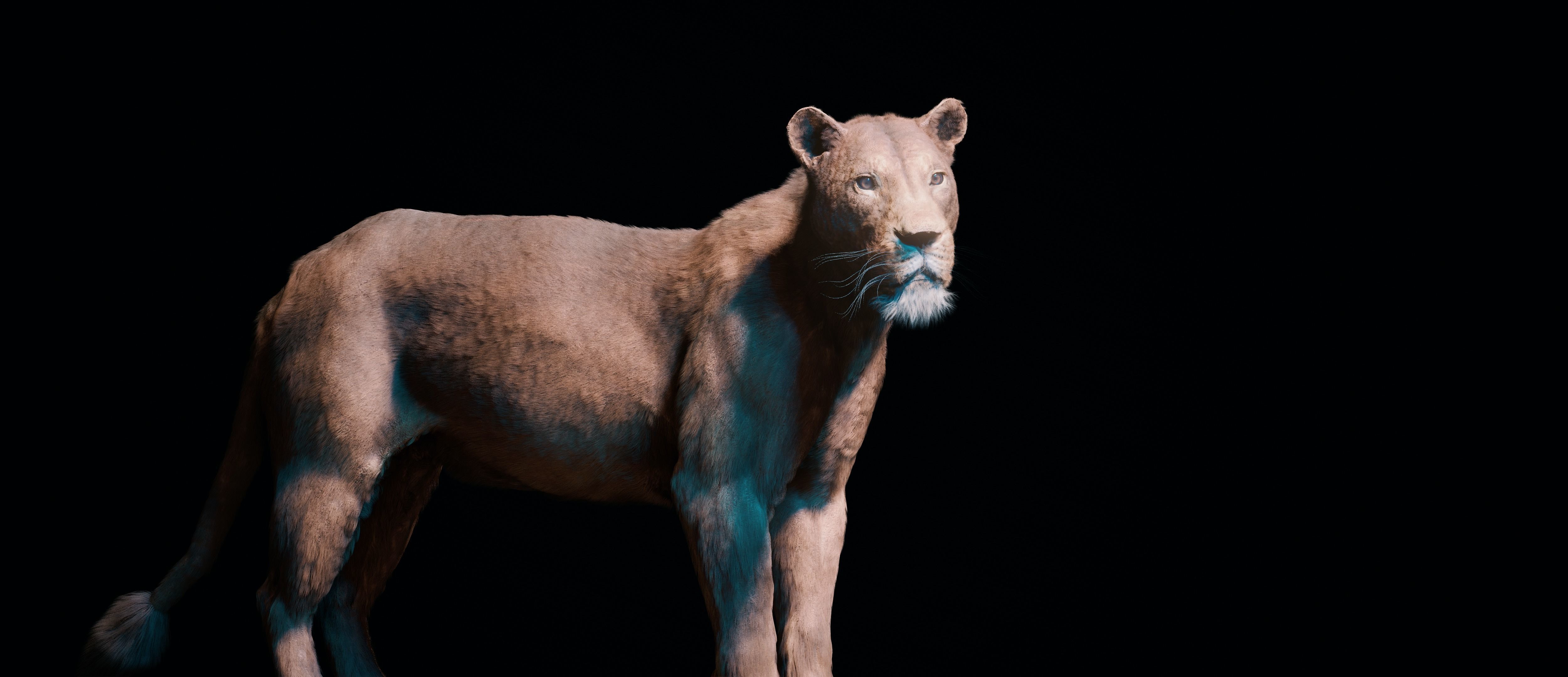 Young Lion 3d Blender model 3D model_22
