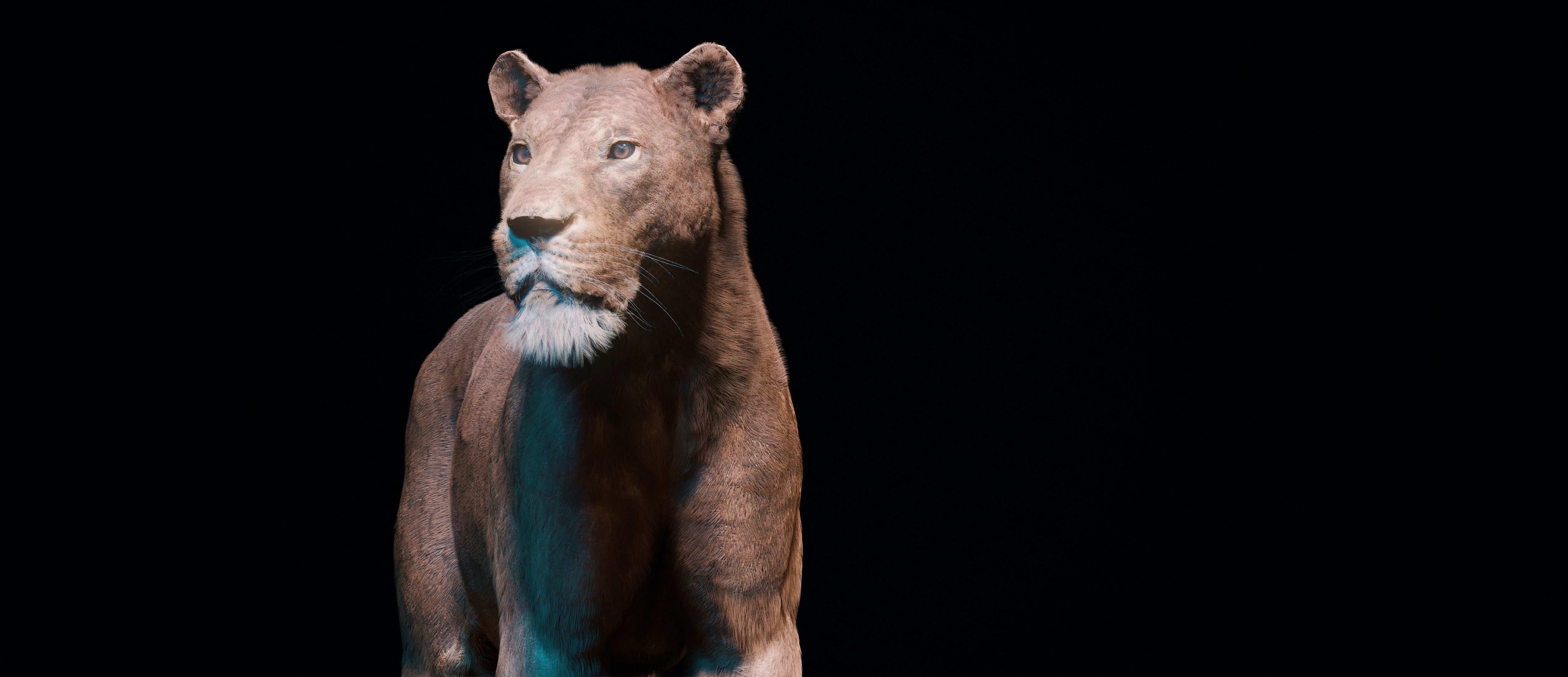 Young Lion 3d Blender model 3D model_19