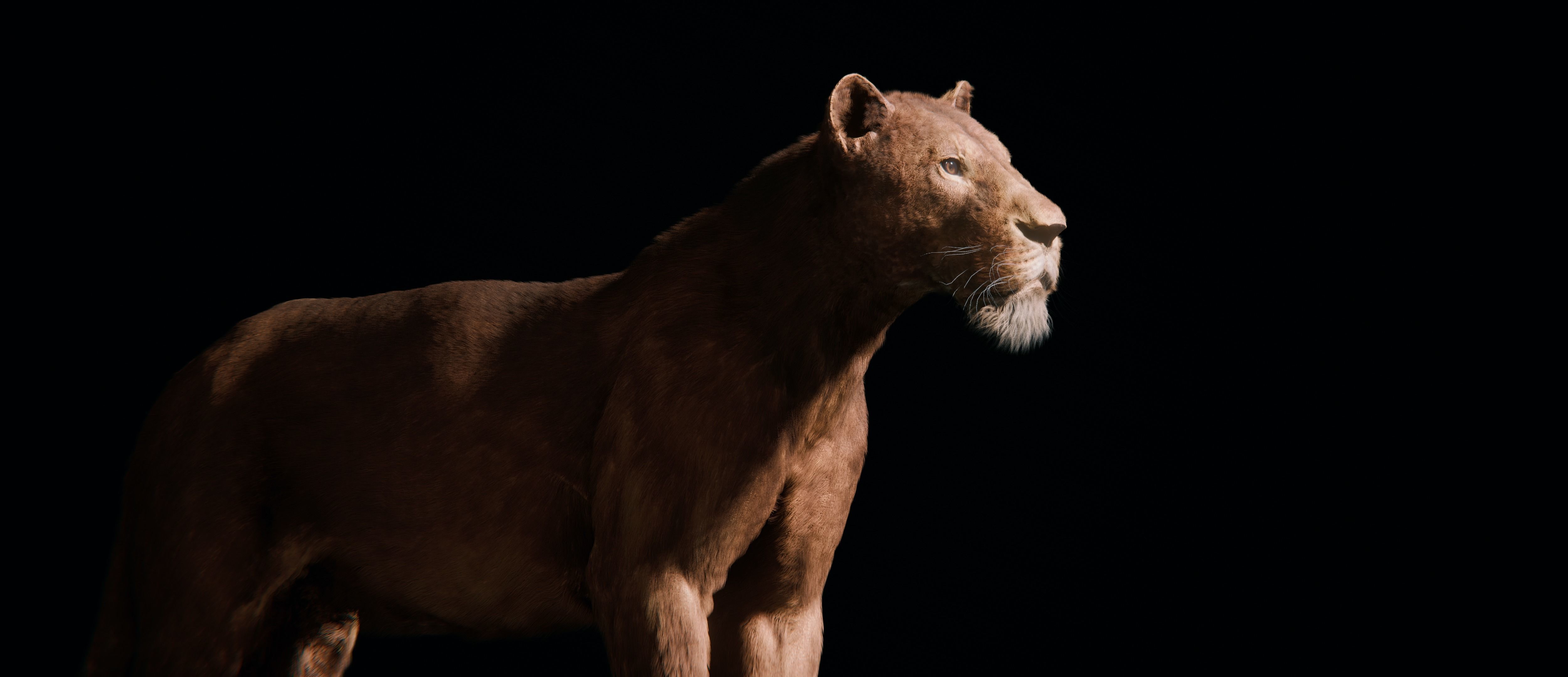 Young Lion 3d Blender model 3D model_4