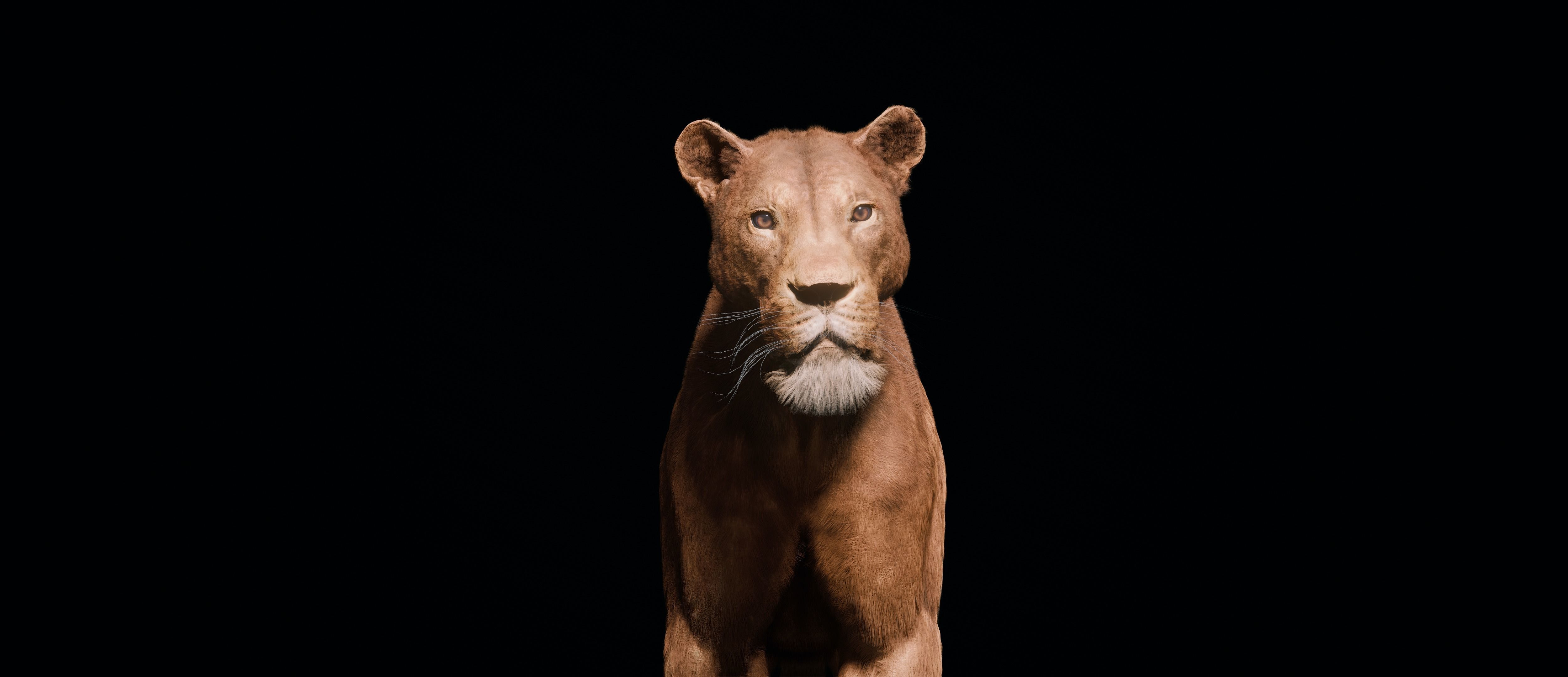 Young Lion 3d Blender model 3D model_7