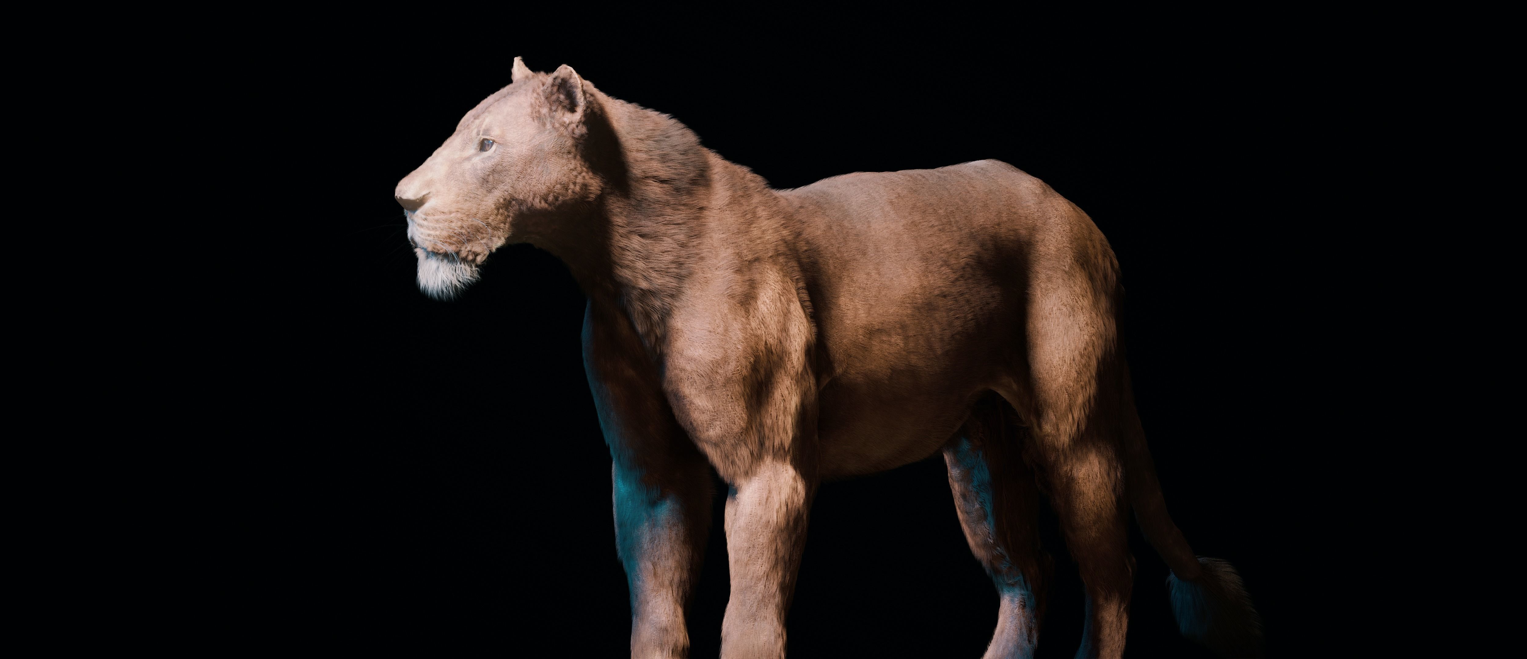 Young Lion 3d Blender model 3D model_17