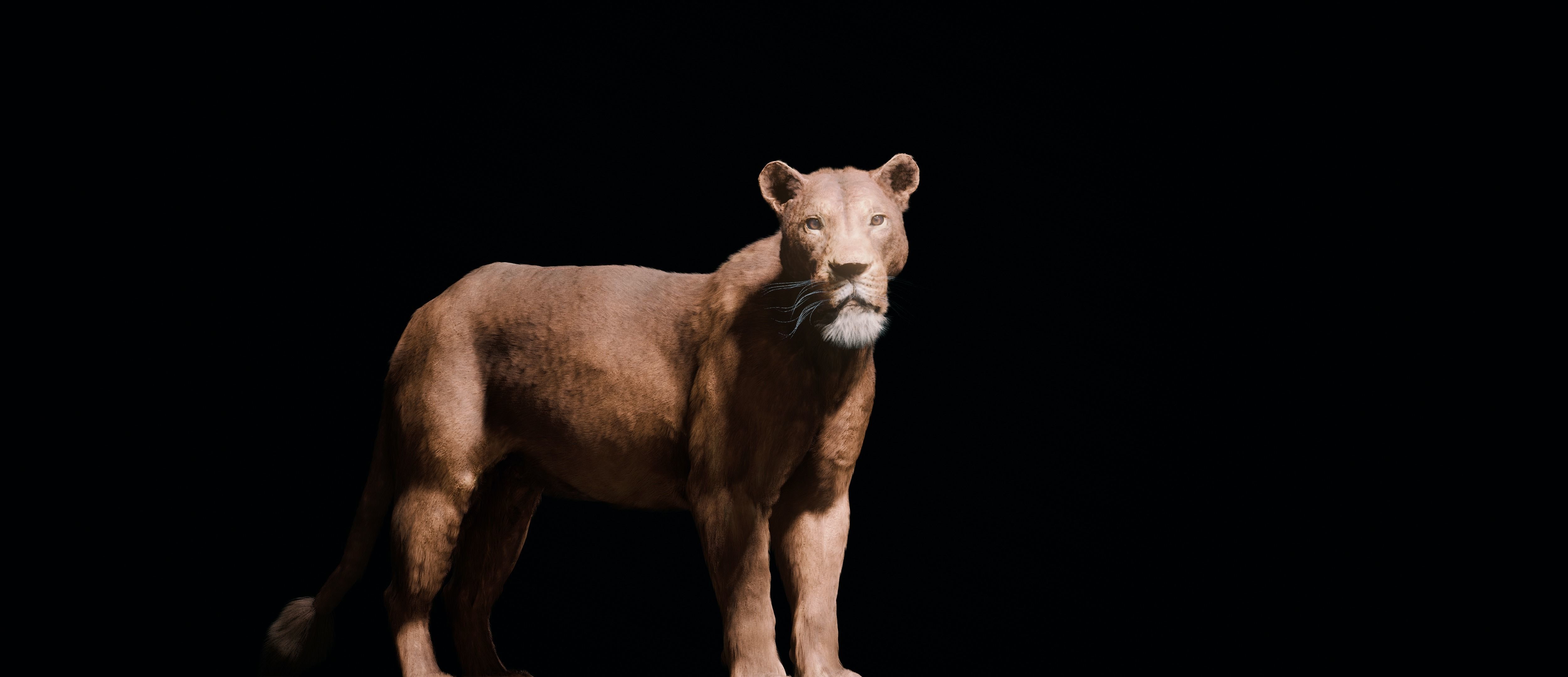 Young Lion 3d Blender model 3D model_1