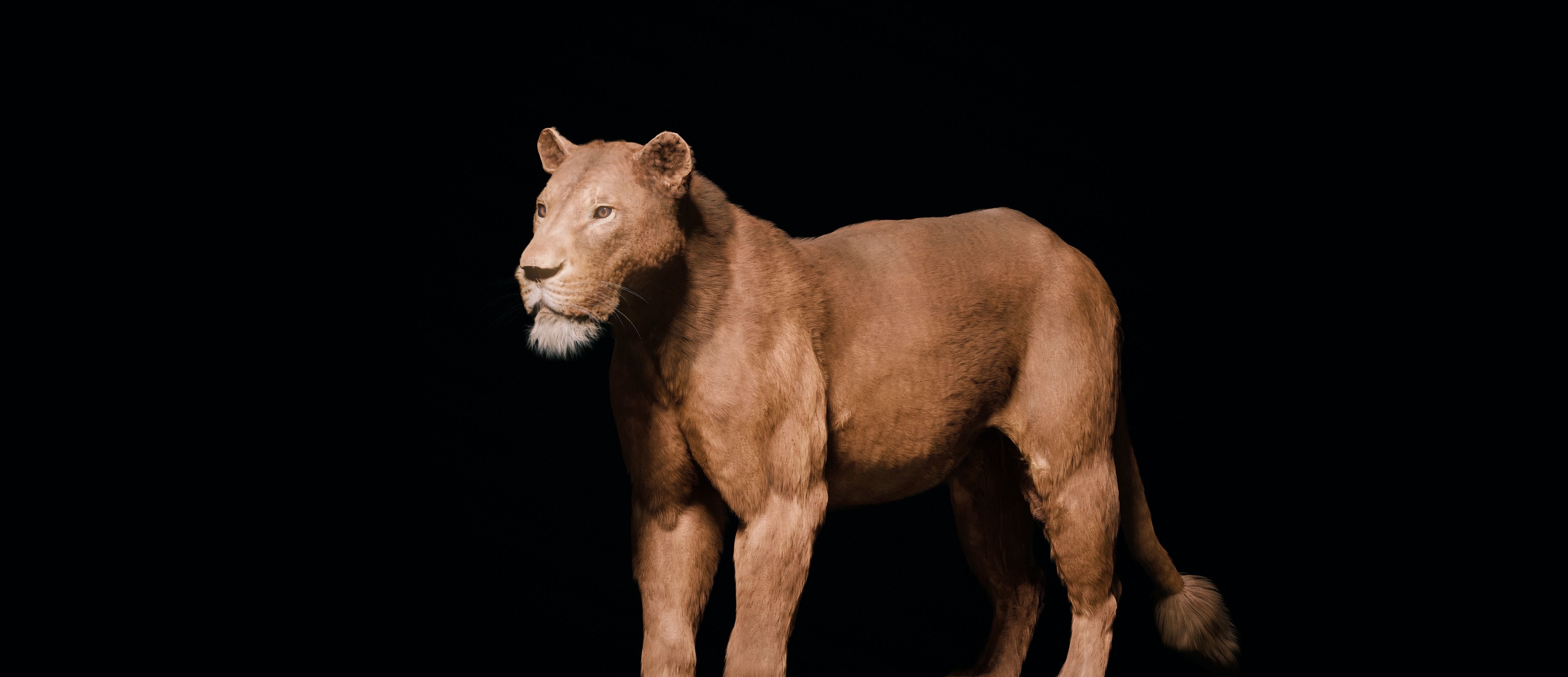 Young Lion 3d Blender model 3D model_5