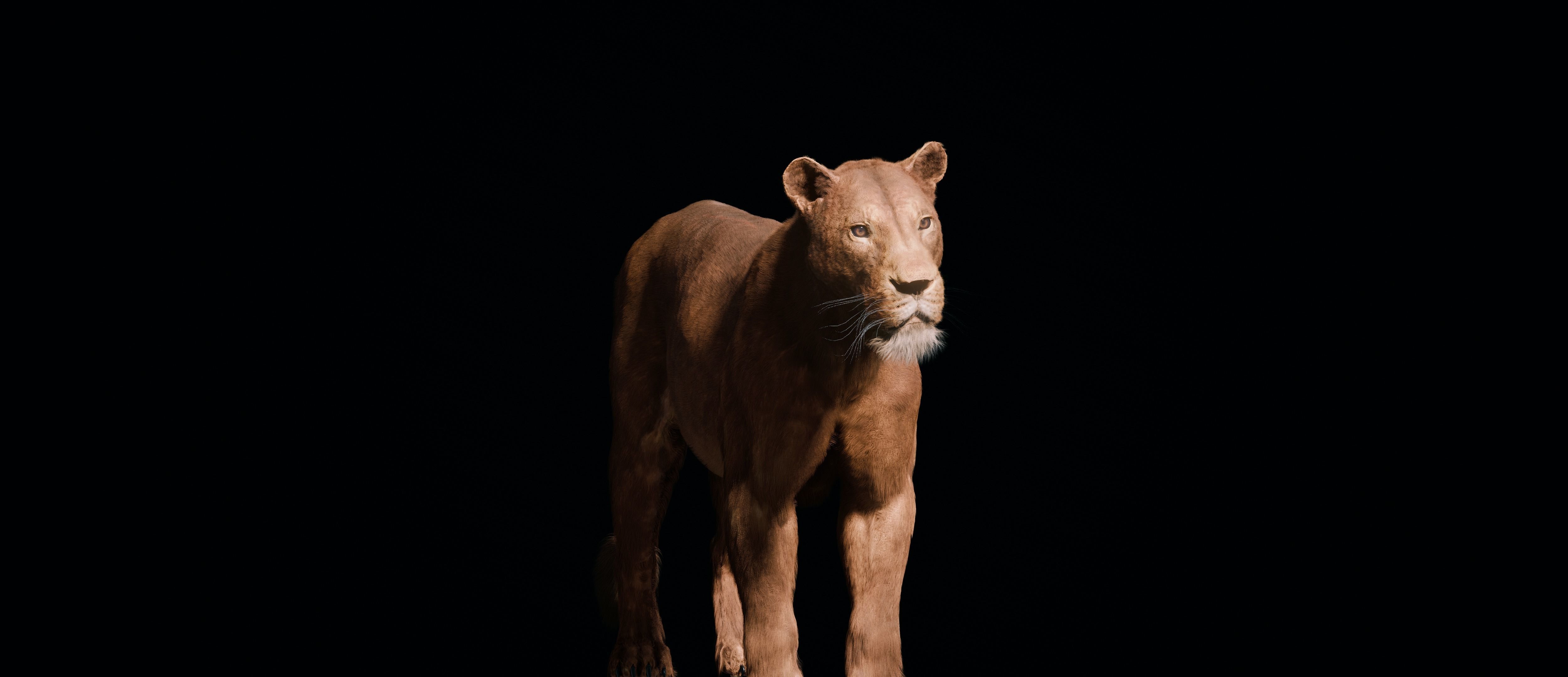 Young Lion 3d Blender model 3D model_6