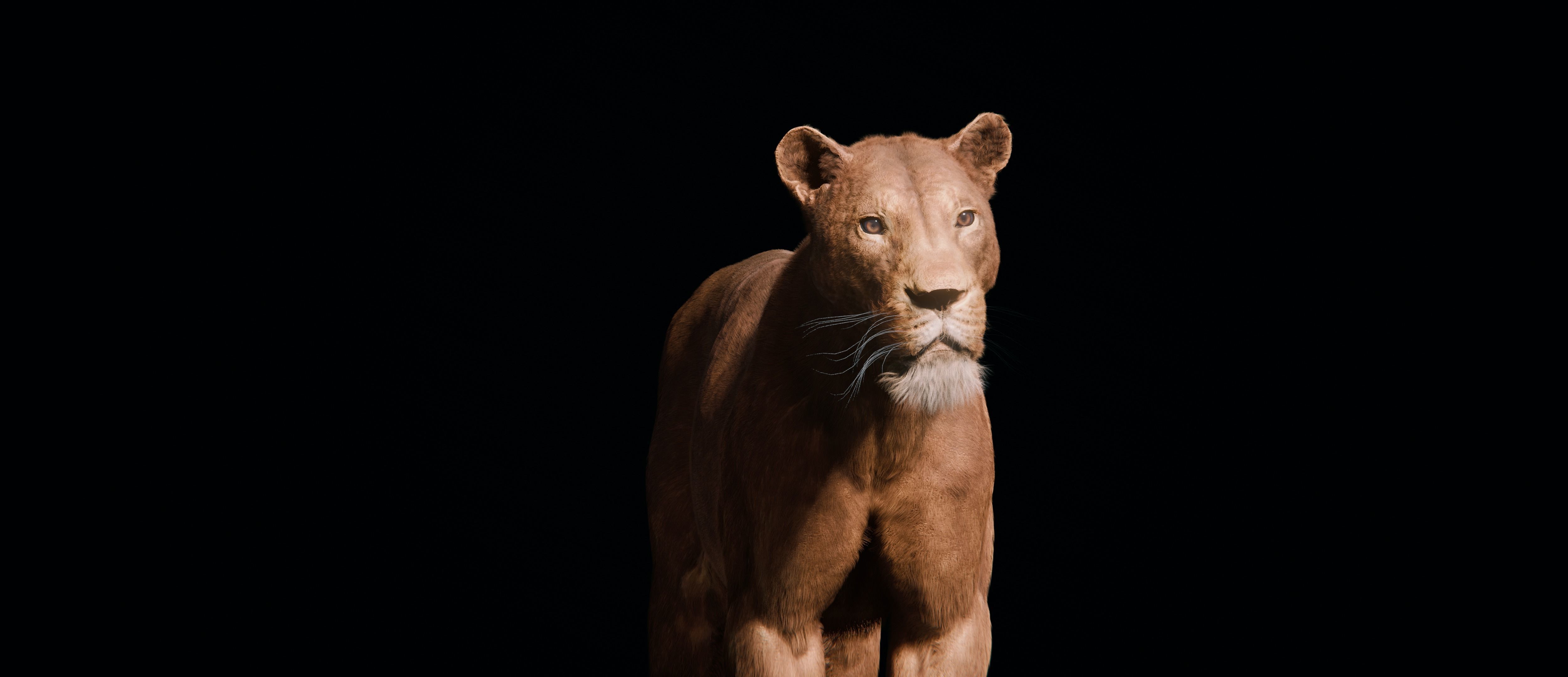 Young Lion 3d Blender model 3D model_15