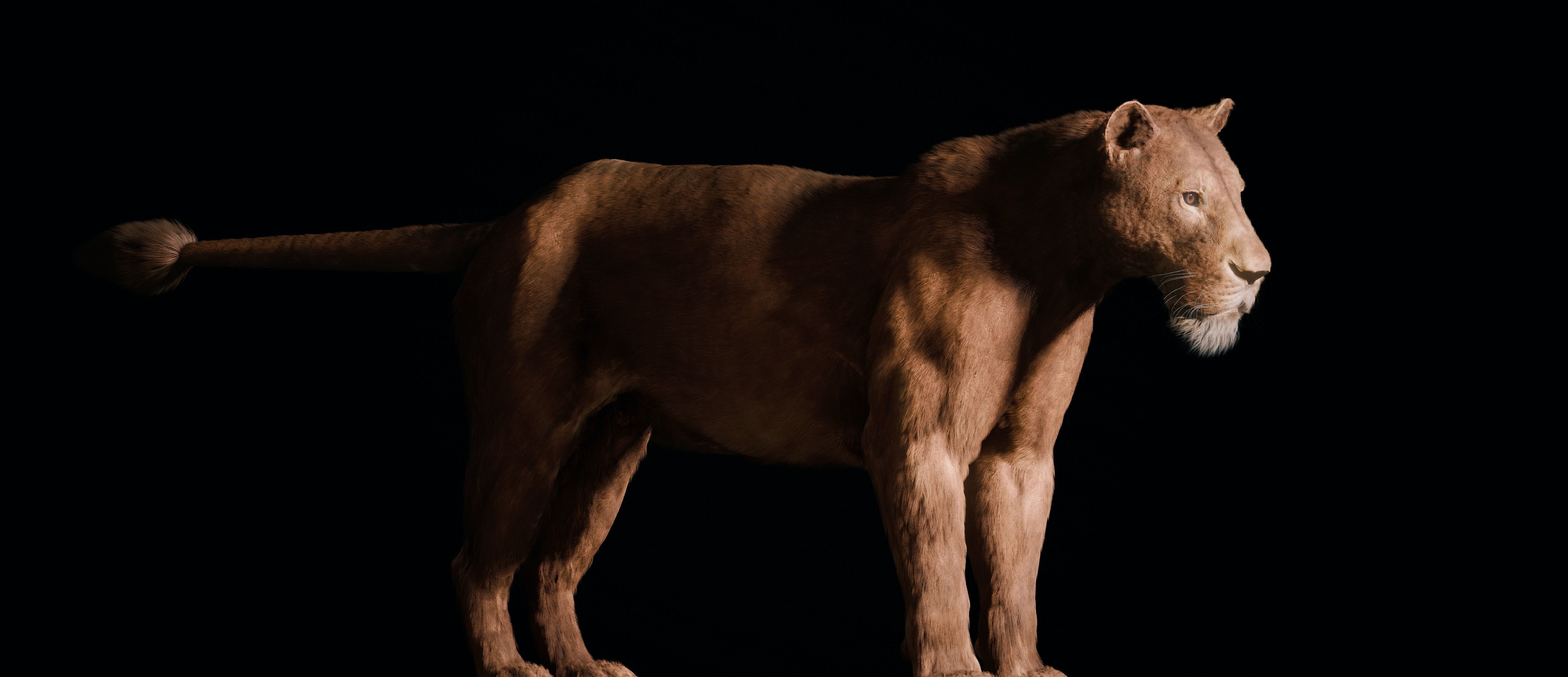Young Lion 3d Blender model 3D model_3