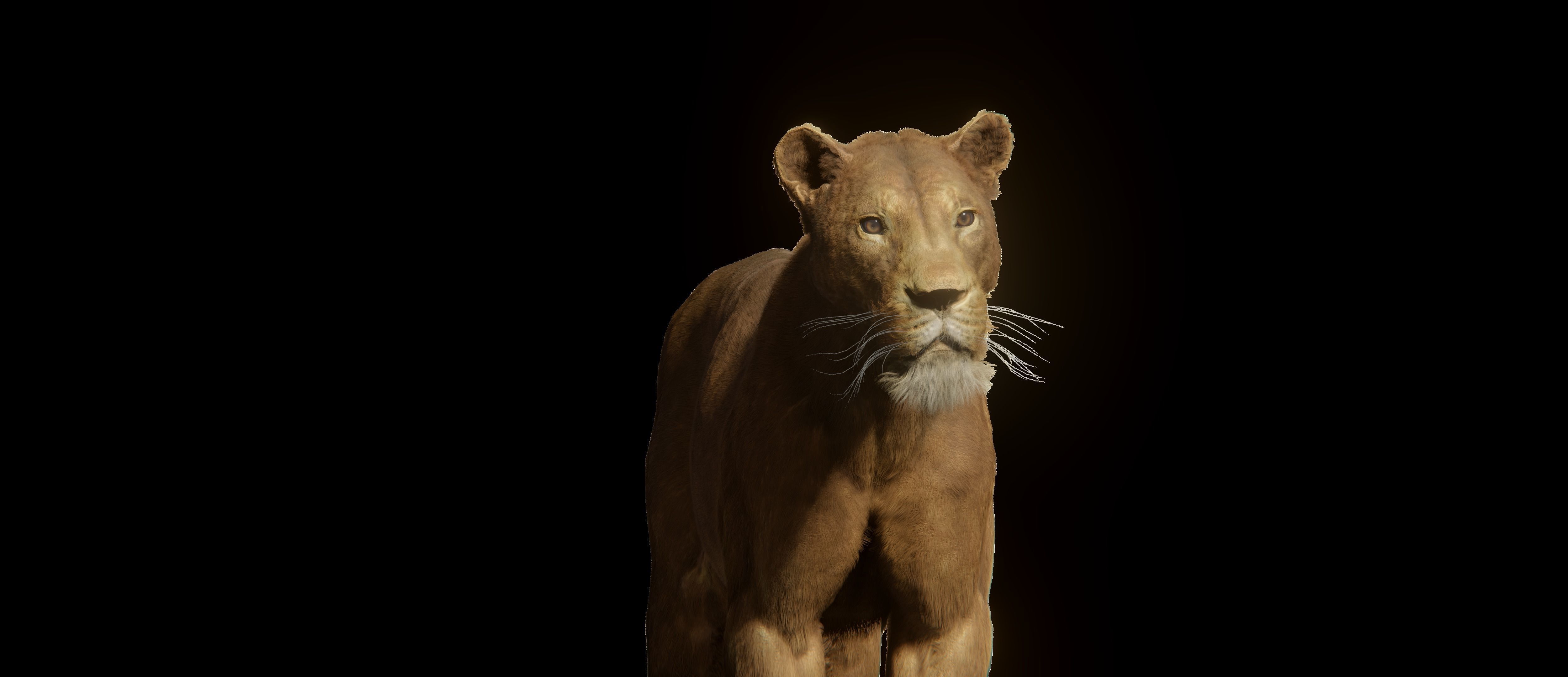 Young Lion 3d Blender model 3D model_14