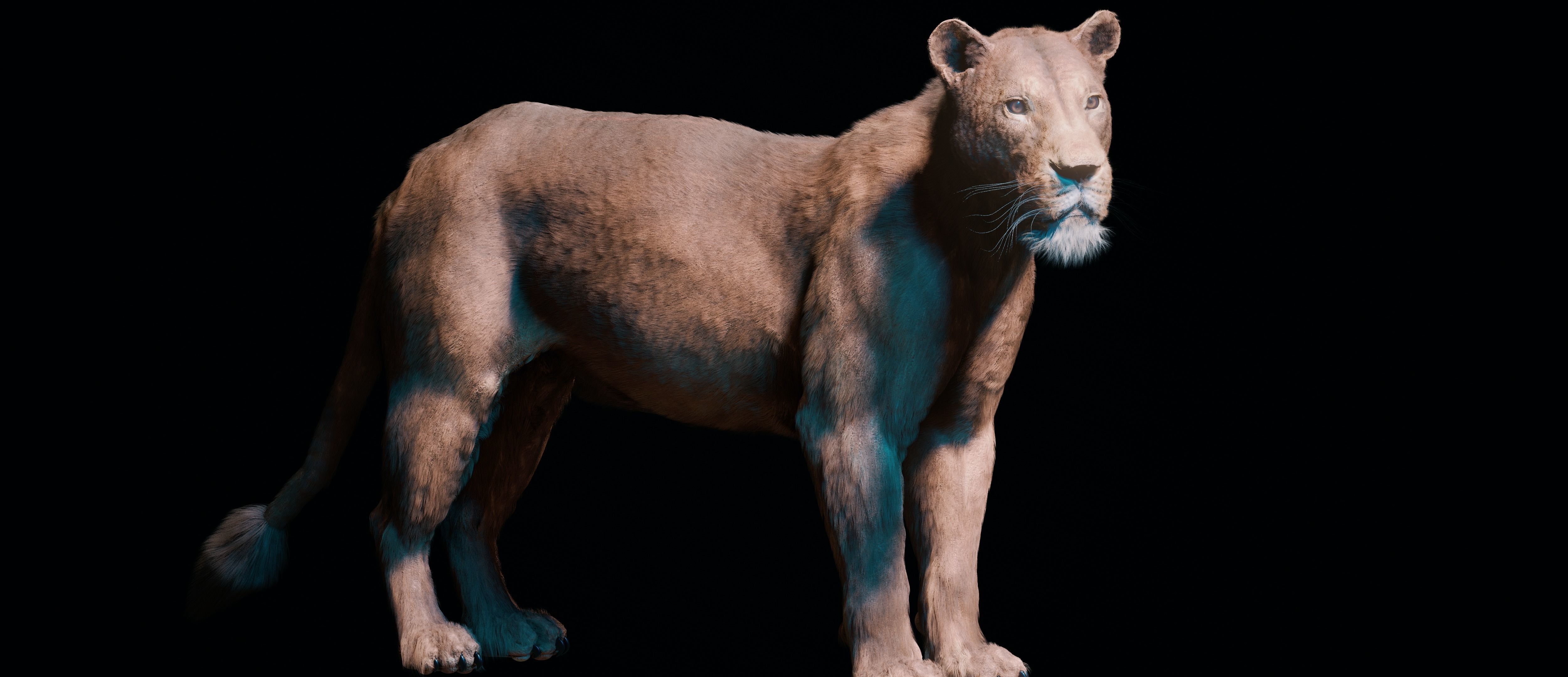 Young Lion 3d Blender model 3D model_21