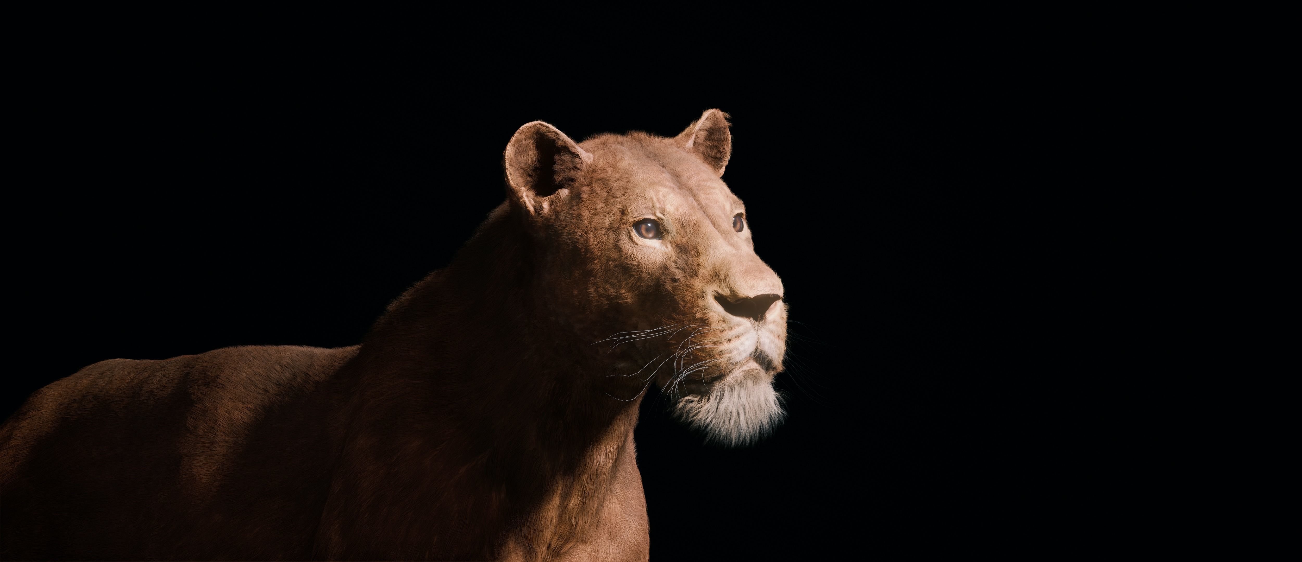 Young Lion 3d Blender model 3D model_20