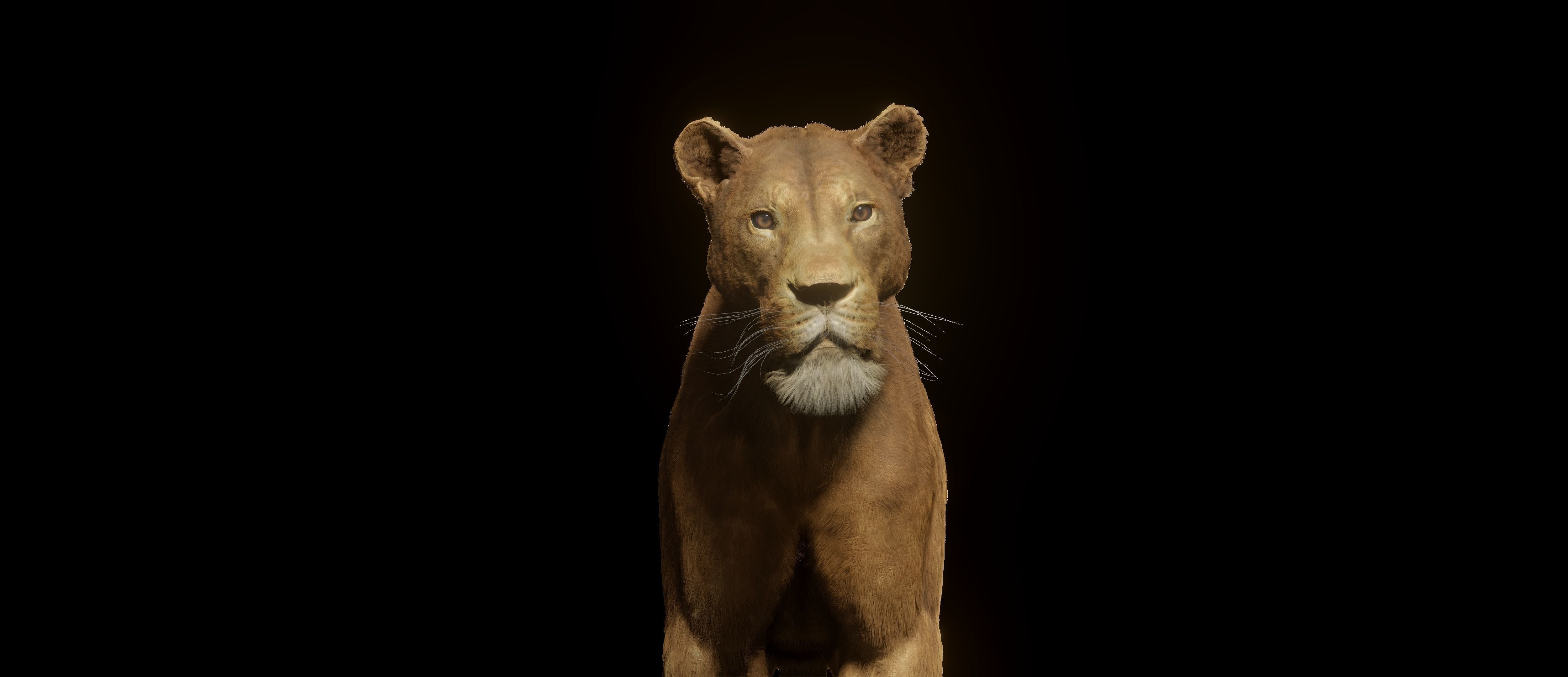 Young Lion 3d Blender model 3D model_12