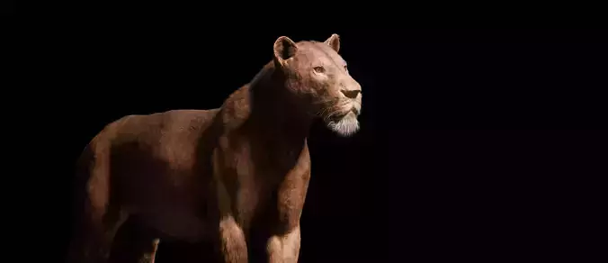 Young Lion 3d Blender model 3D model Young Lion 3d Blender model 3D model