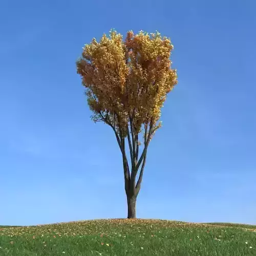 Tall Autum Tree In Field