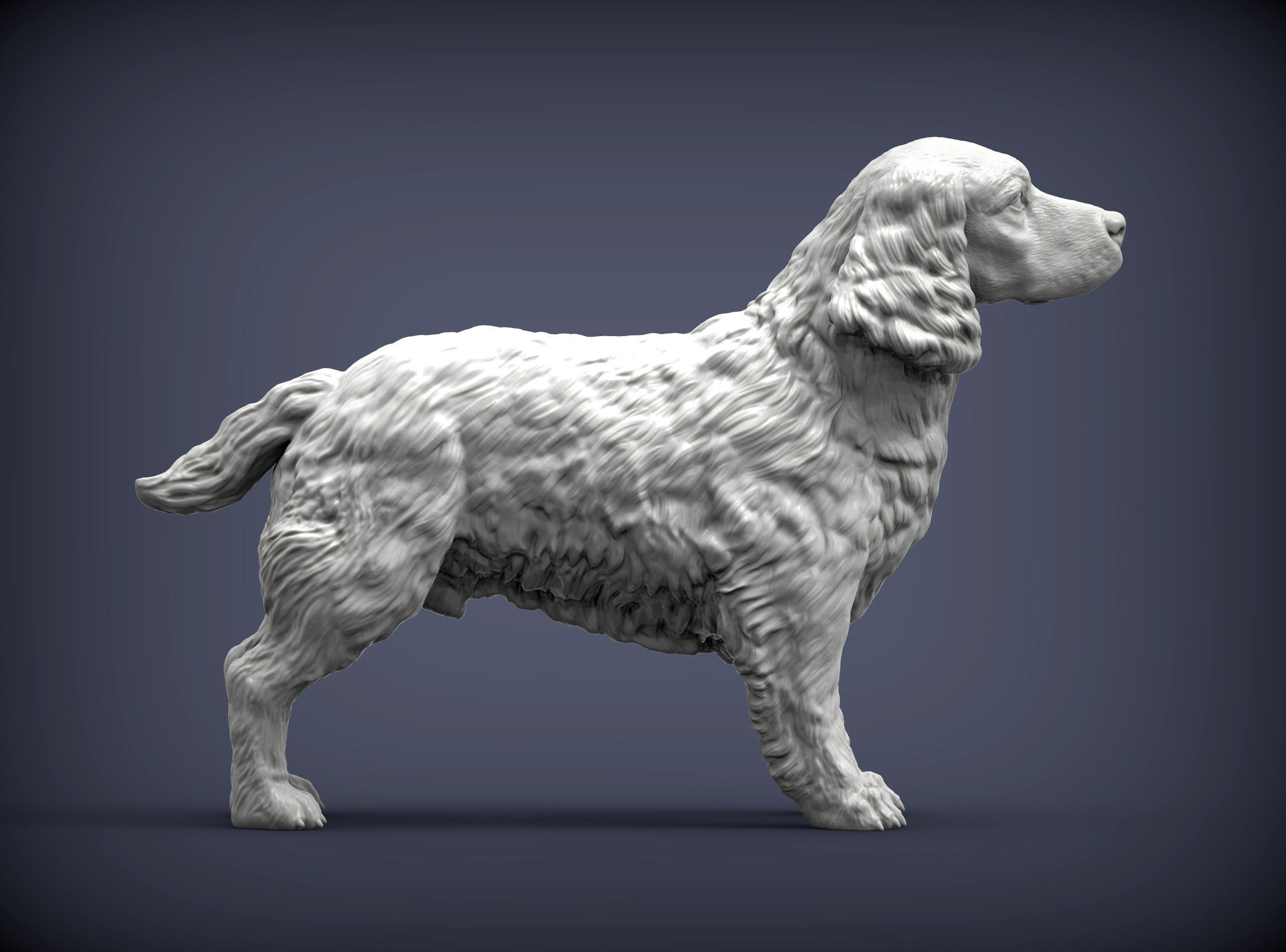 English Springer spaniel 3D print model_5