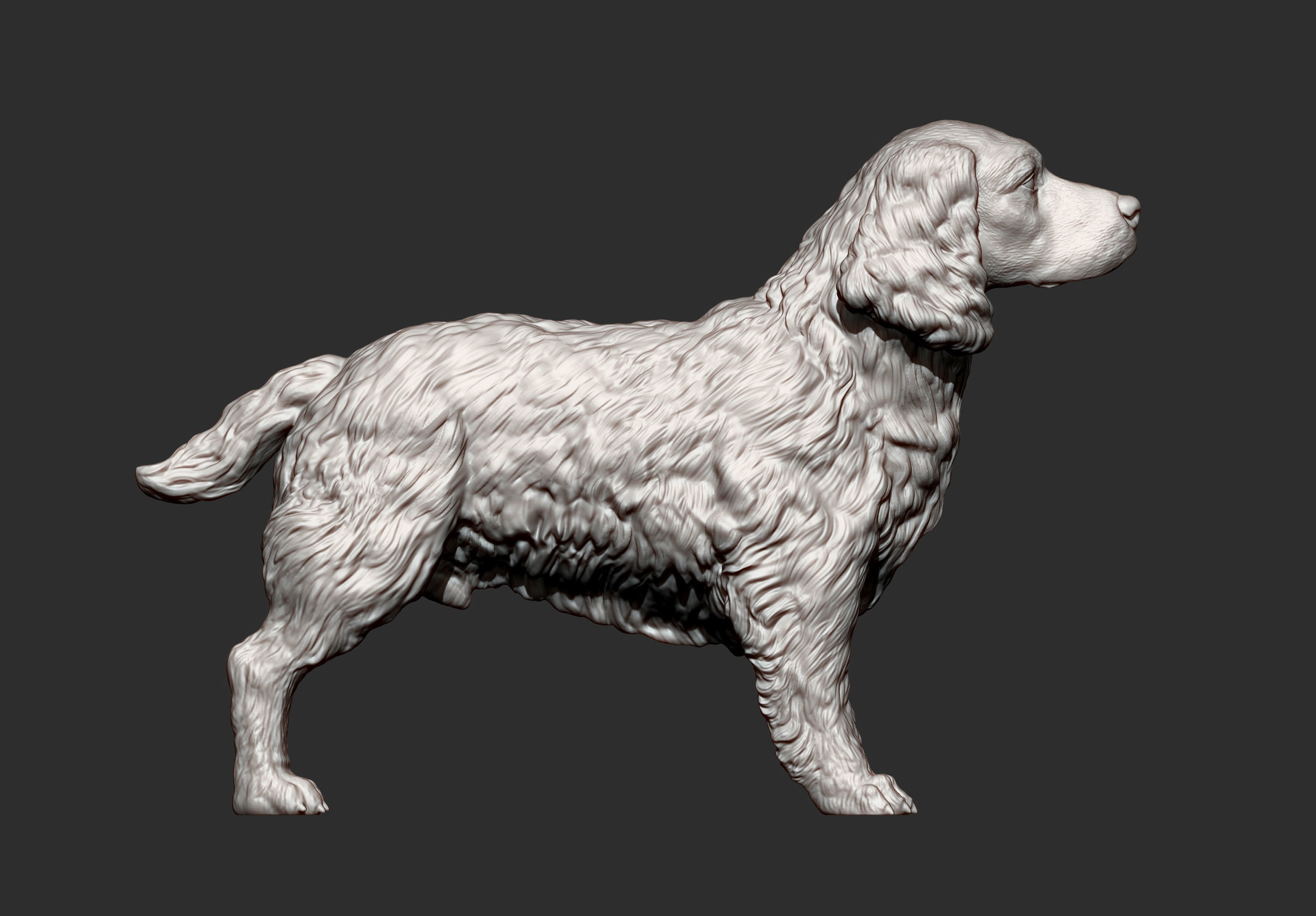 English Springer spaniel 3D print model_11