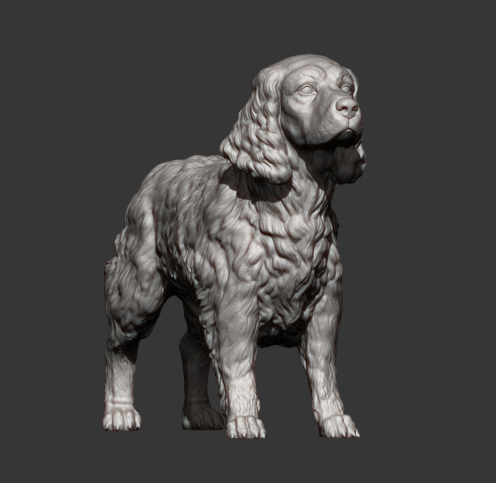 English Springer spaniel 3D print model_12