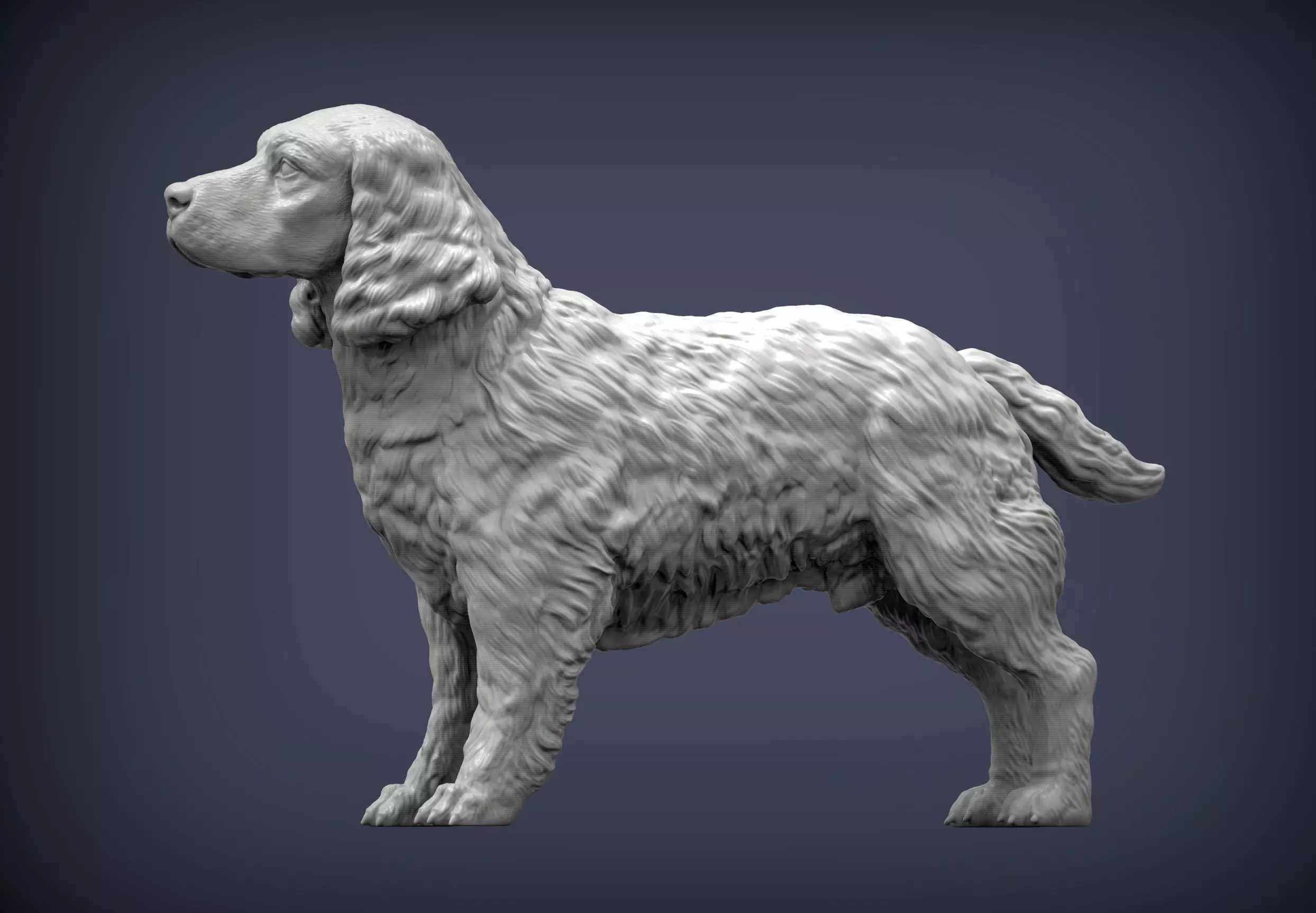English Springer spaniel 3D print model_0