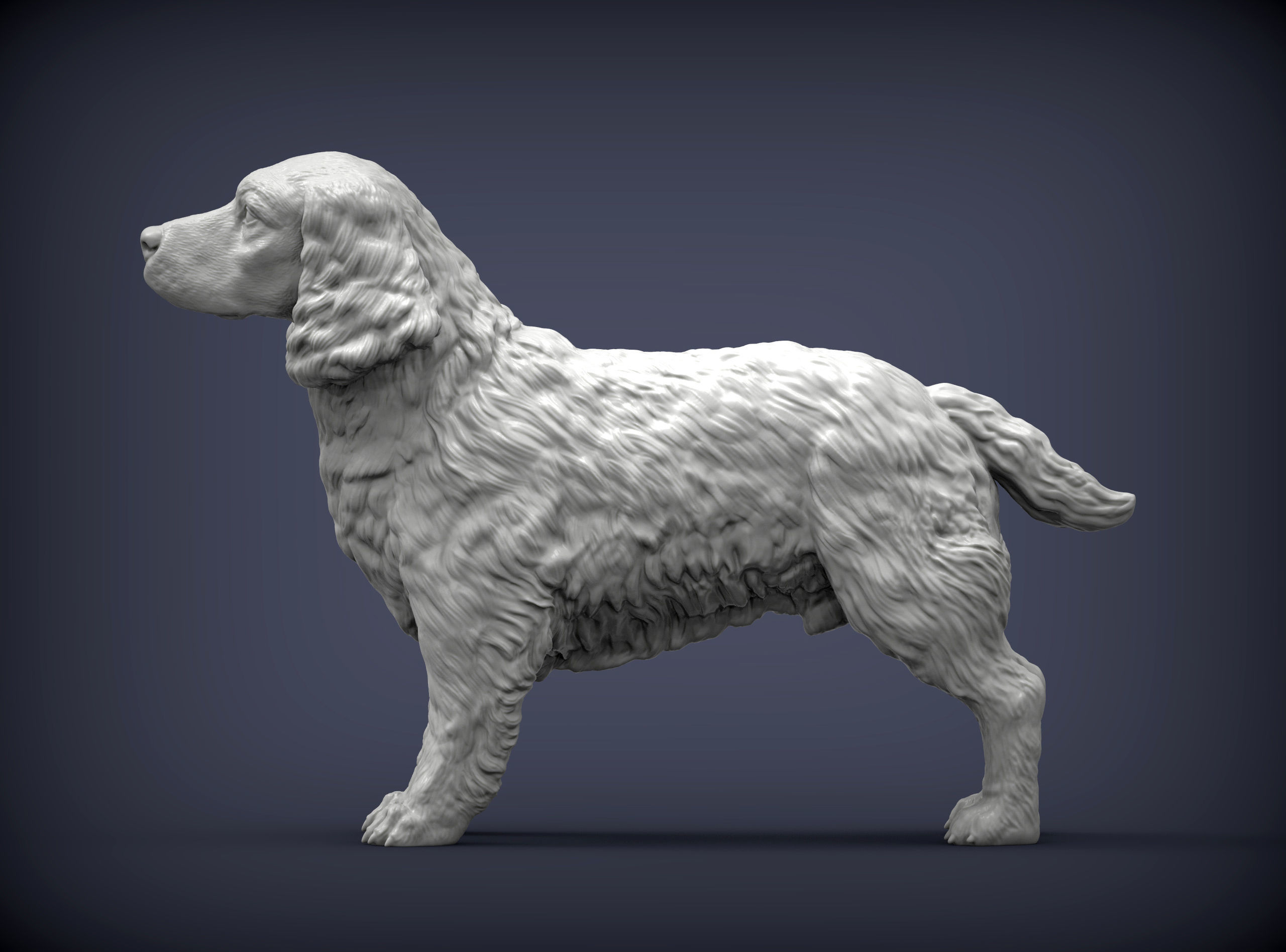 English Springer spaniel 3D print model_4