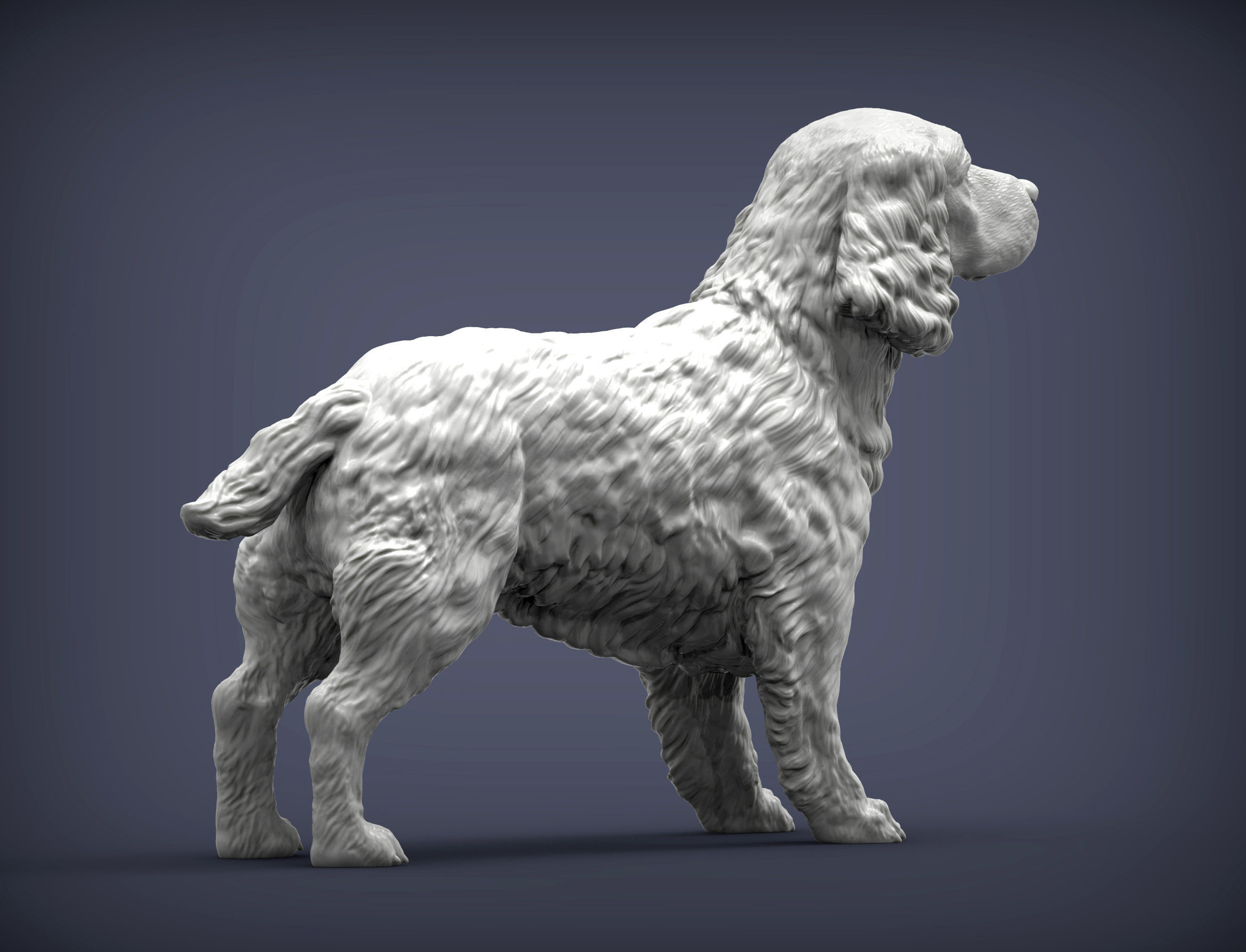 English Springer spaniel 3D print model_7