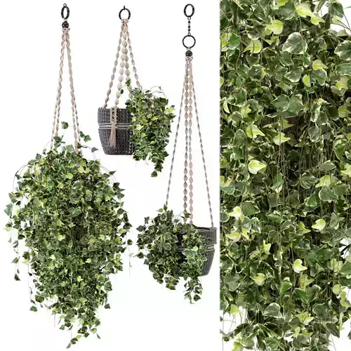 Indoor Plants in rusty Concrete Pot with Macrame - Set 17