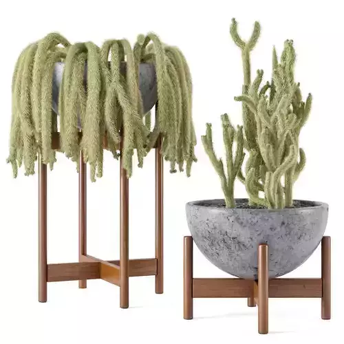 Indoor Cactus Plants in concrete Pot - Set 18